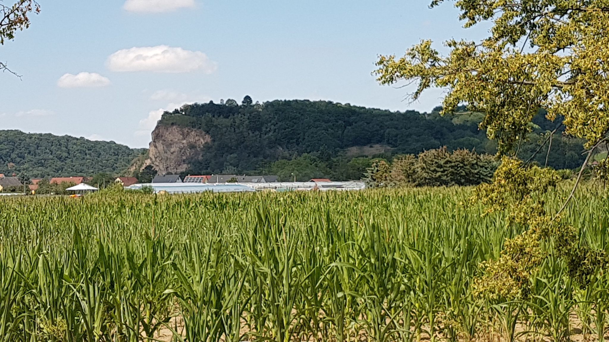 Blick zur Bosel