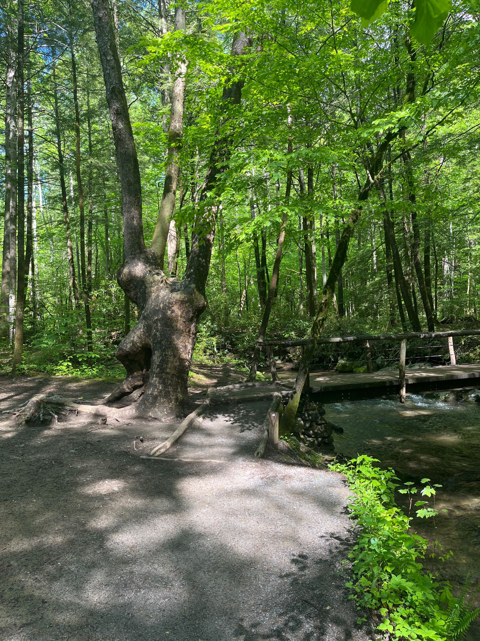 Gnarly tree beside a wooden bridge over a stream in a sunny forest. - Cataract Falls