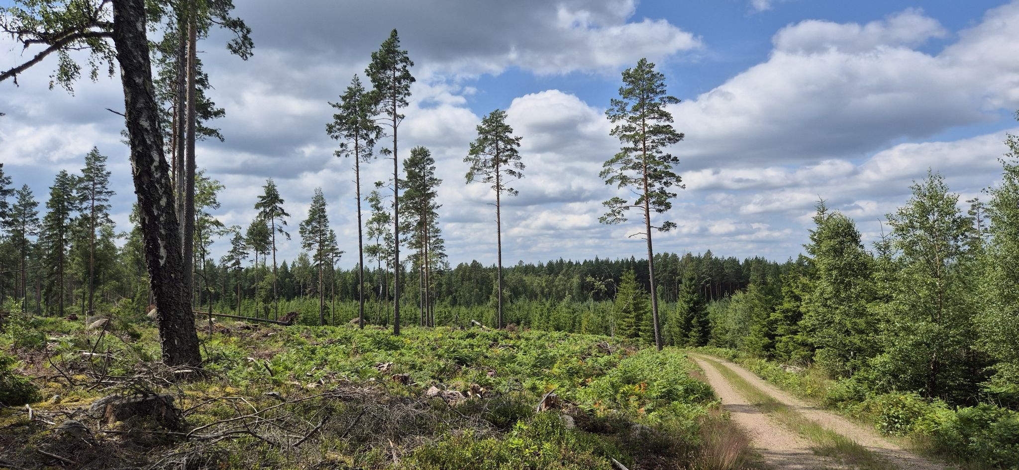 Zwischen umgestürzten Bäumen und moosbedeckten Felsbrocken im nördlichen Teil der Gemeinde Vimmerby liegt der Nationalpark Norra Kvills.