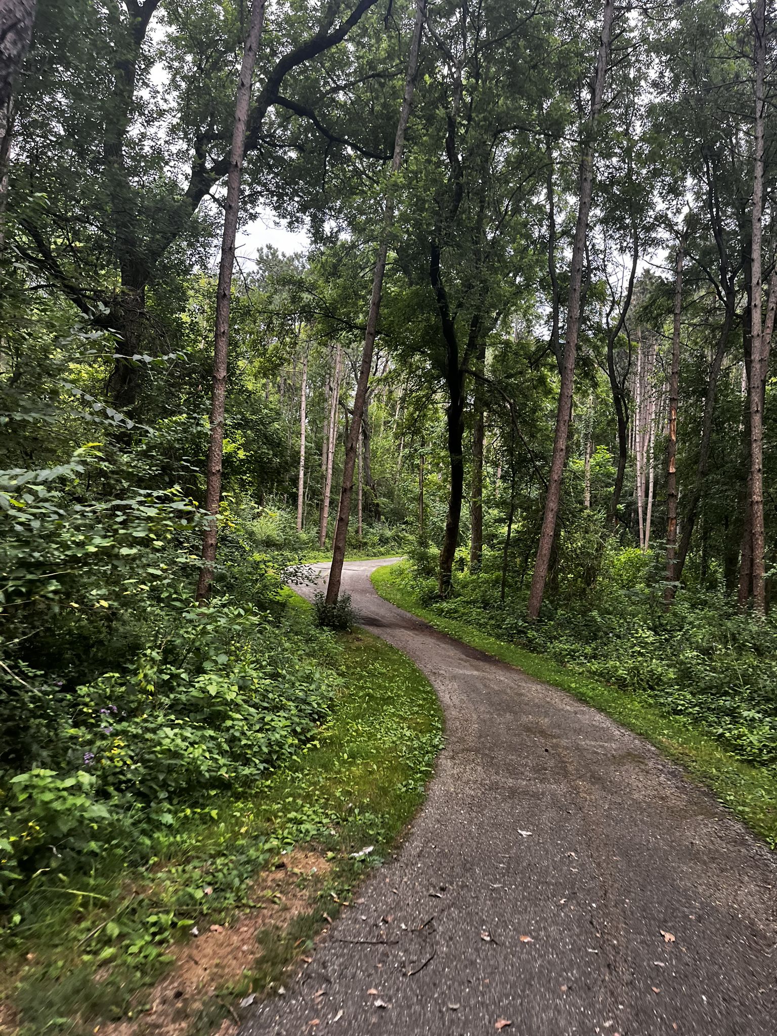 Paved path winding through a dense, green forest on an overcast day. - McHenry County Prairie Trail