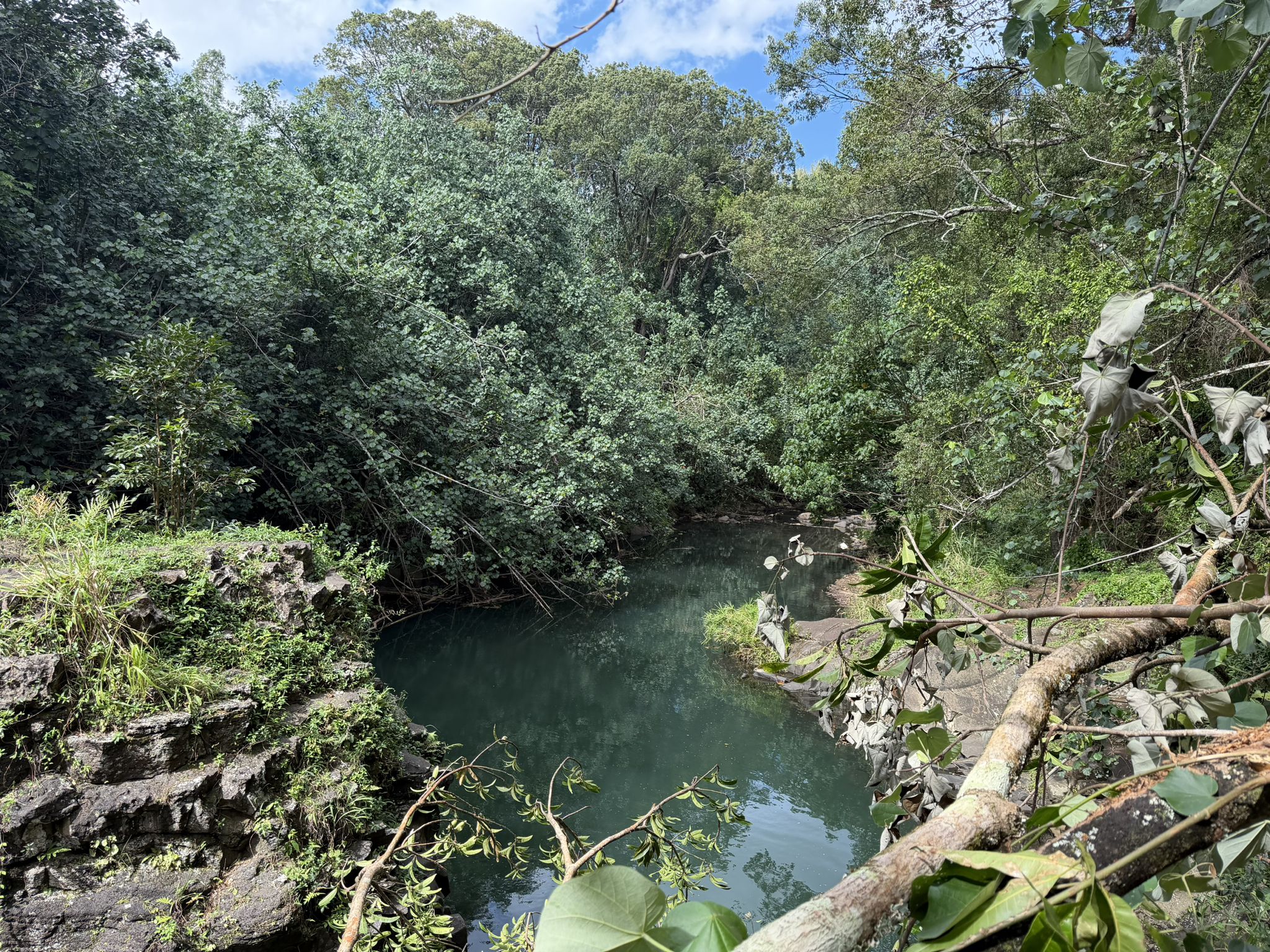 A calm river winds through a dense green forest under a bright sky. - Ho'opi'i Falls Trail