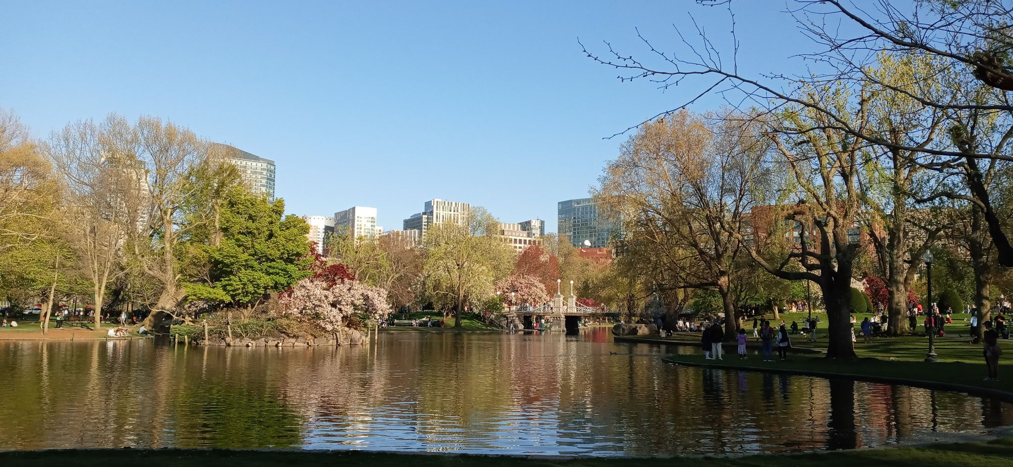 Sunny urban park with a pond, blooming trees, and distant city skyline. - Harvard Bridge – Charles Street loop from Kendall/MIT