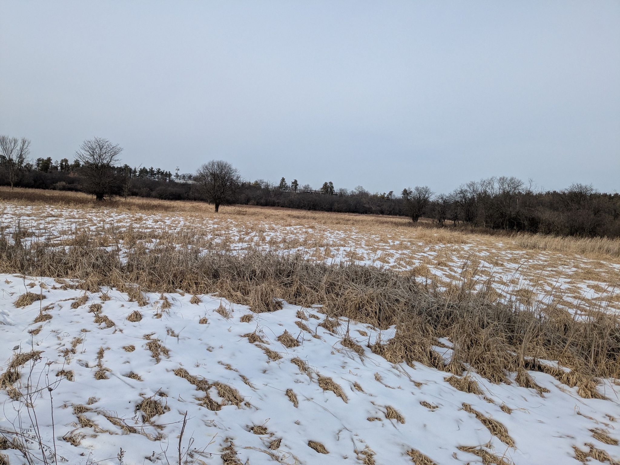Snow-dusted field with dry grass and distant trees under an overcast sky. - Water fountain loop from Stone Avenue