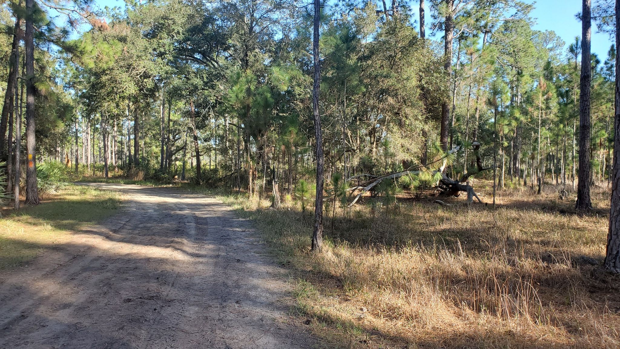 Dirt road through a sunlit forest with scattered trees and brush. - Martin Pond loop from Eagles Roost