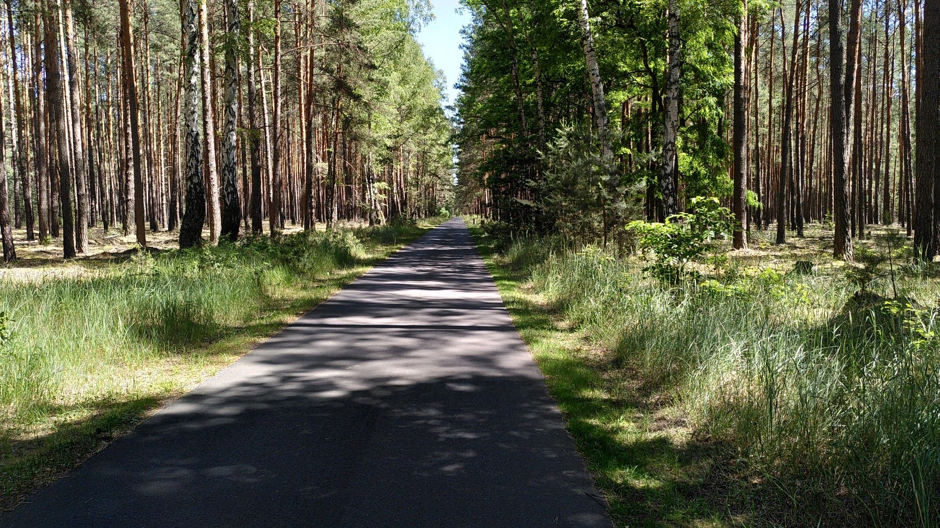 Radweg durch den Wald 