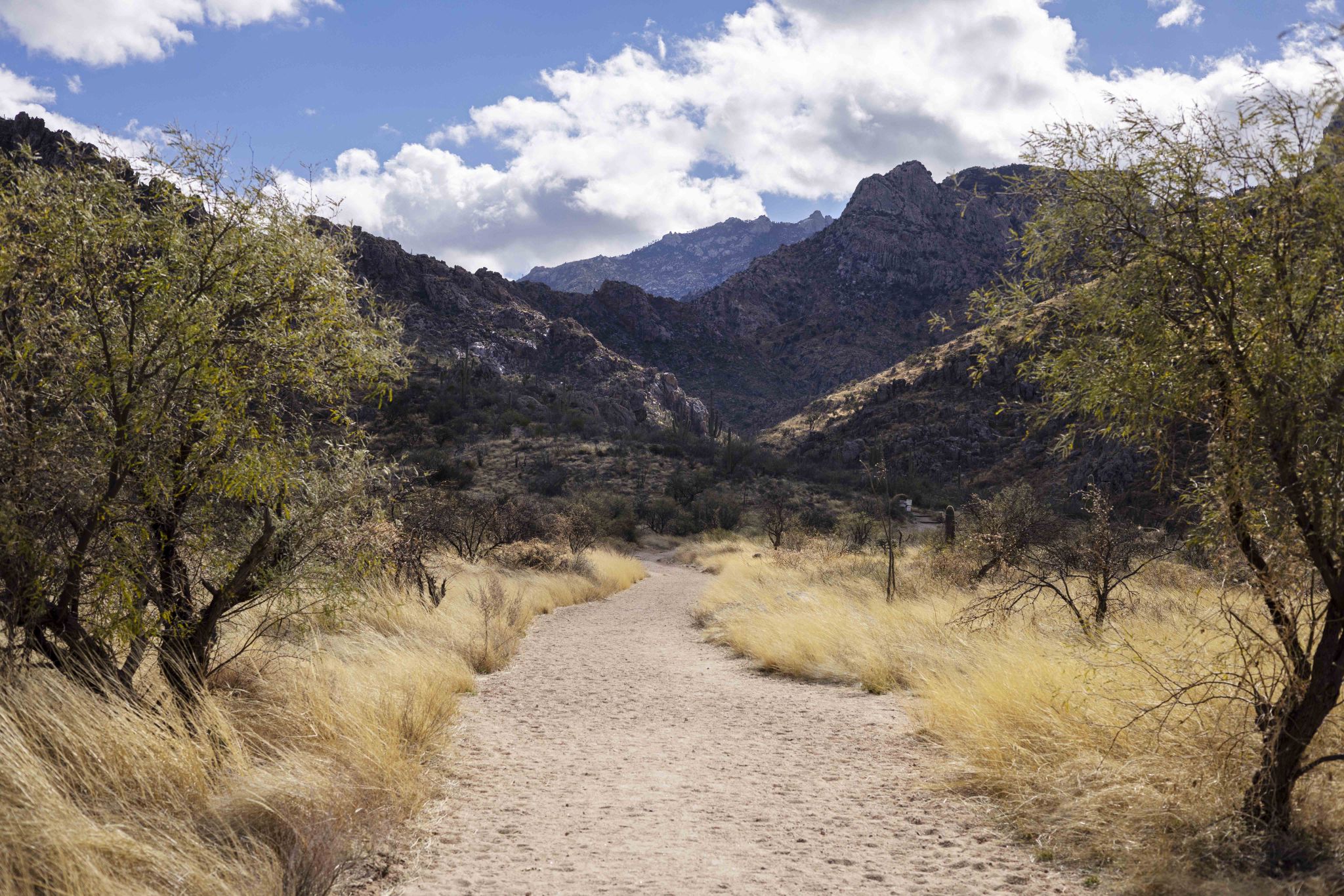Sandy path through golden grass and trees, leading to rugged mountains. - Canyon Loop Trail