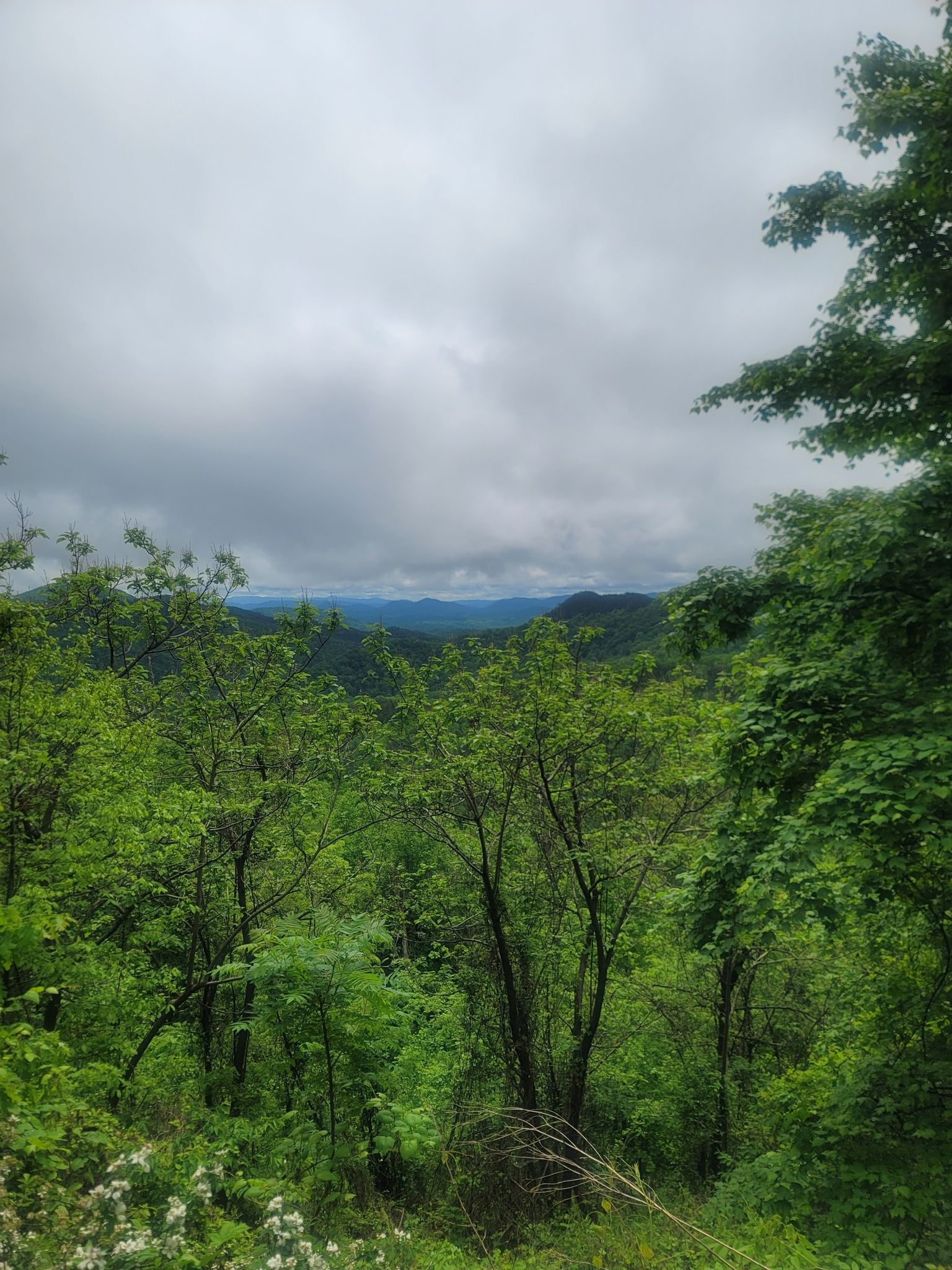 Lush green forest under an overcast sky, with distant hazy mountains. - Parris Creek Trail