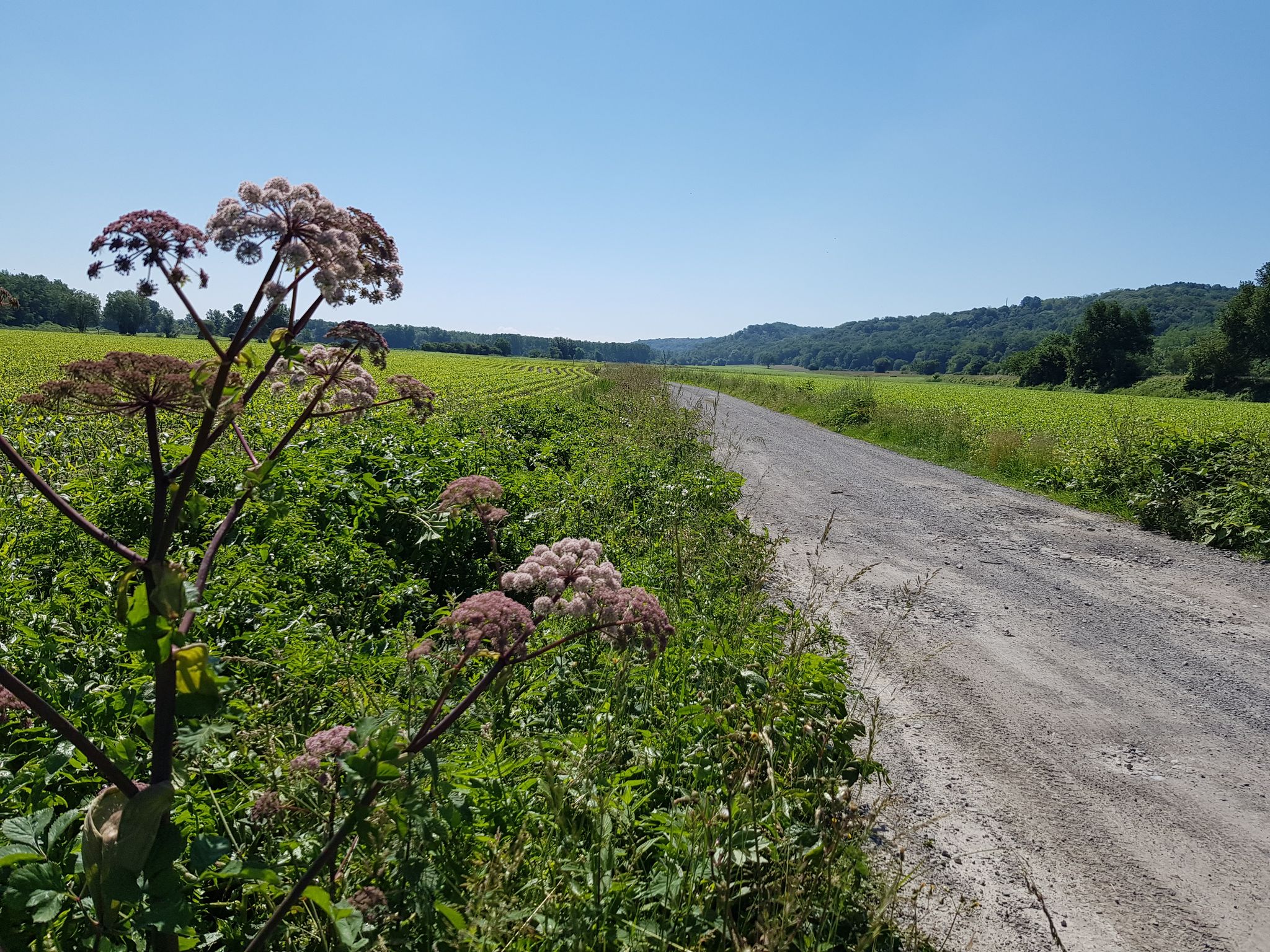 Sur le GR65, la Voie du Puy vers Compostelle.