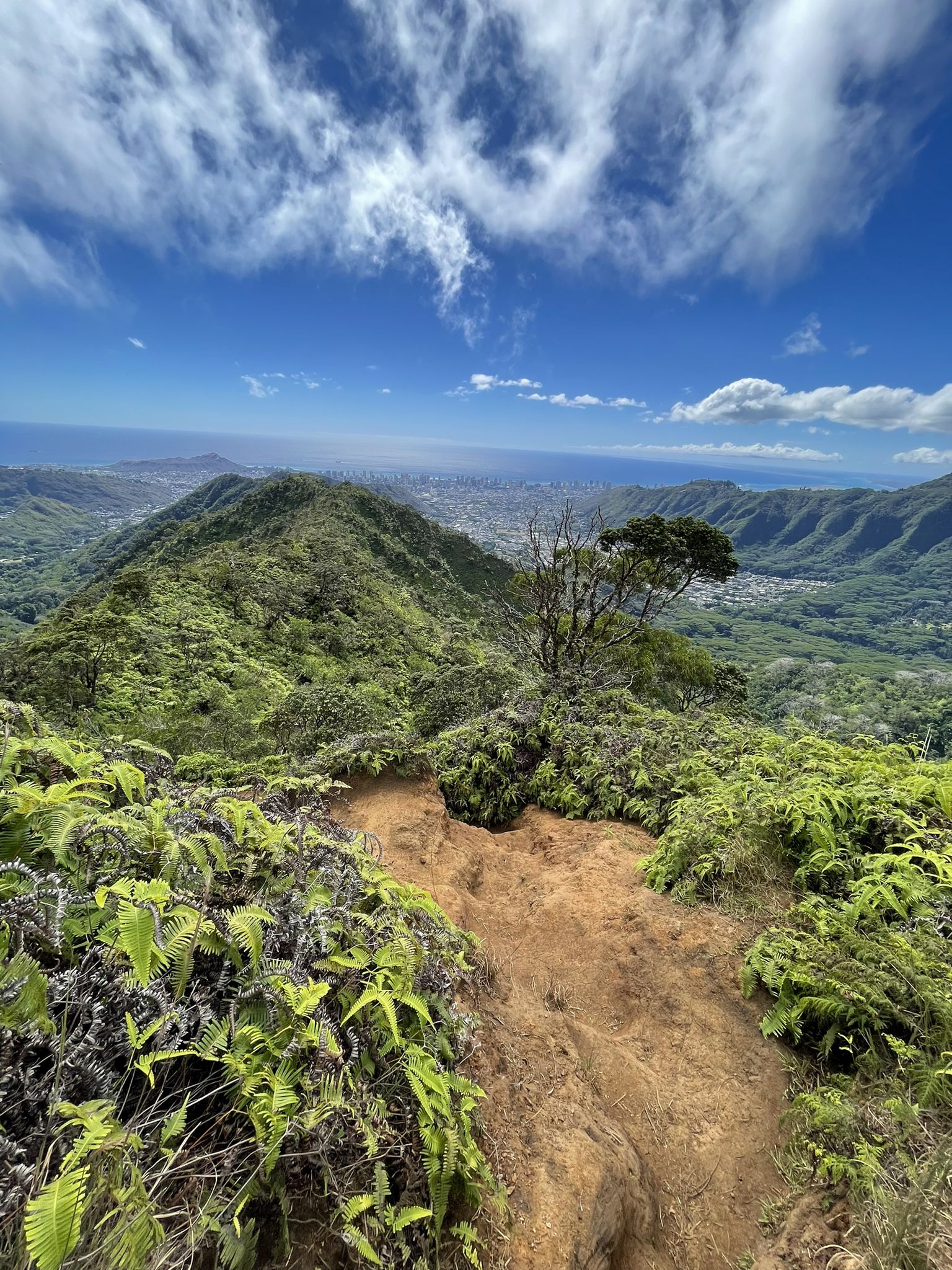 Lush green mountain ridge with a dirt path overlooking a distant city and ocean. - Ala Wai Canal – Mount Olympus Summit loop from University of Hawaiʻi at Mānoa