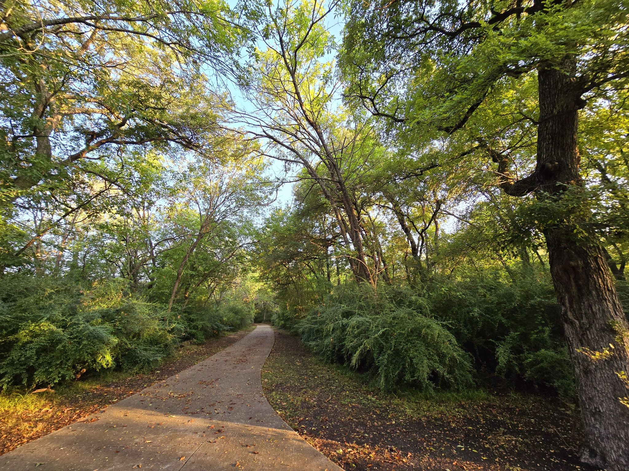 A winding path through a sun-dappled forest with dense green foliage. - Whites Branch Creek Trail