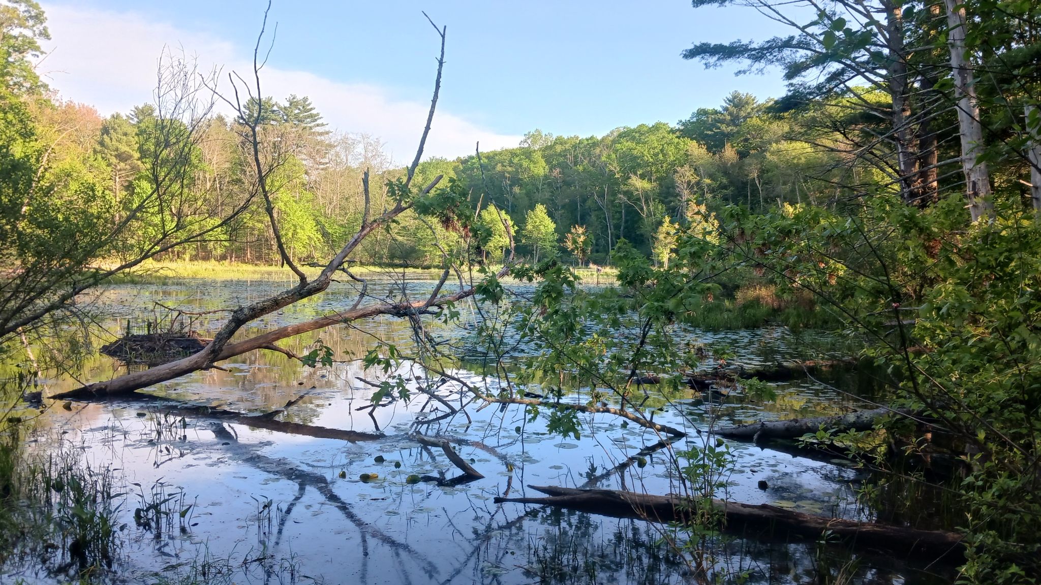 Serene pond with fallen branches and reflections, surrounded by green trees. - Bridge – Topsfield Linear Common loop from Danvers