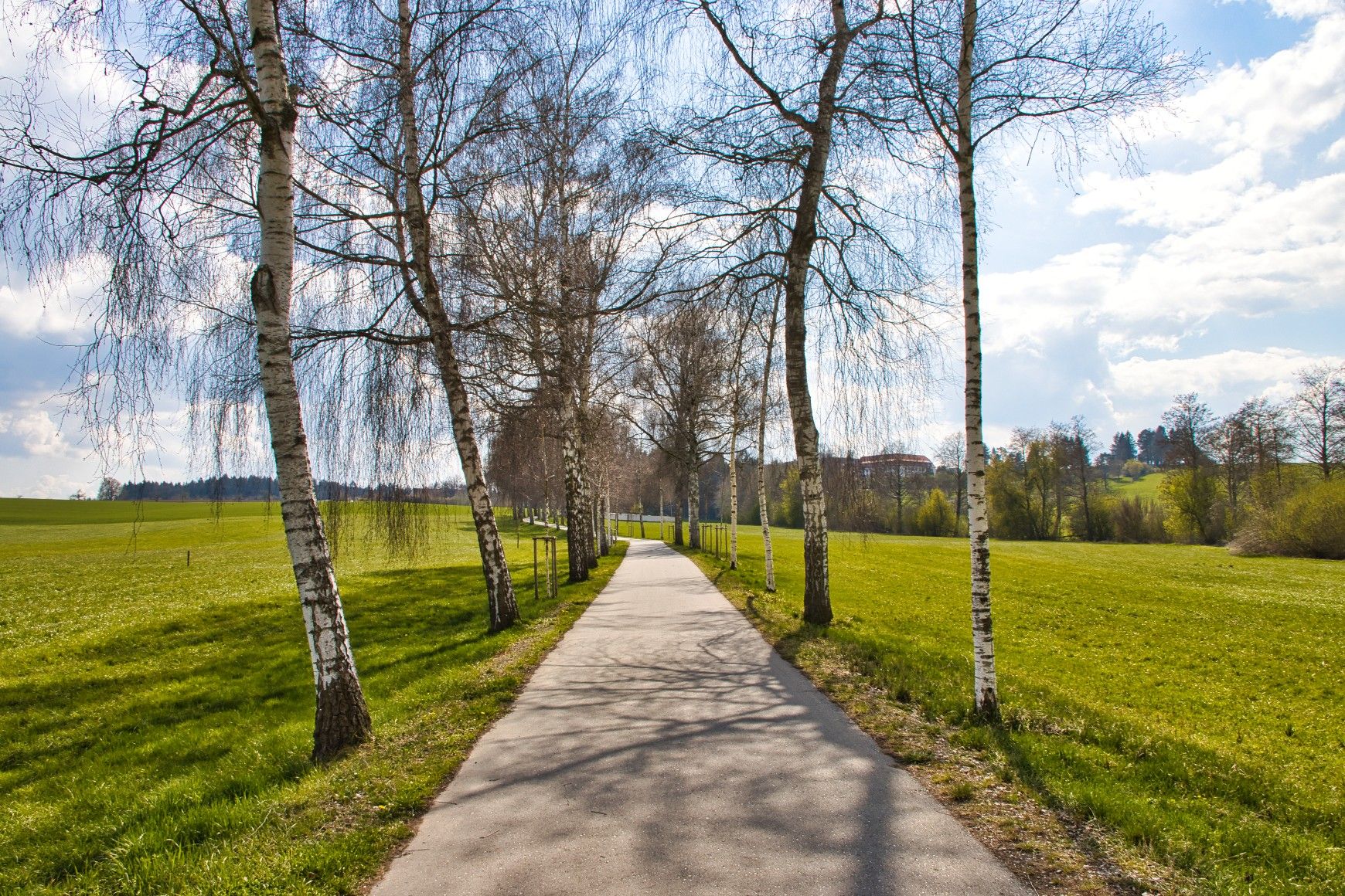 Birkenallee Richtung Parkplatz