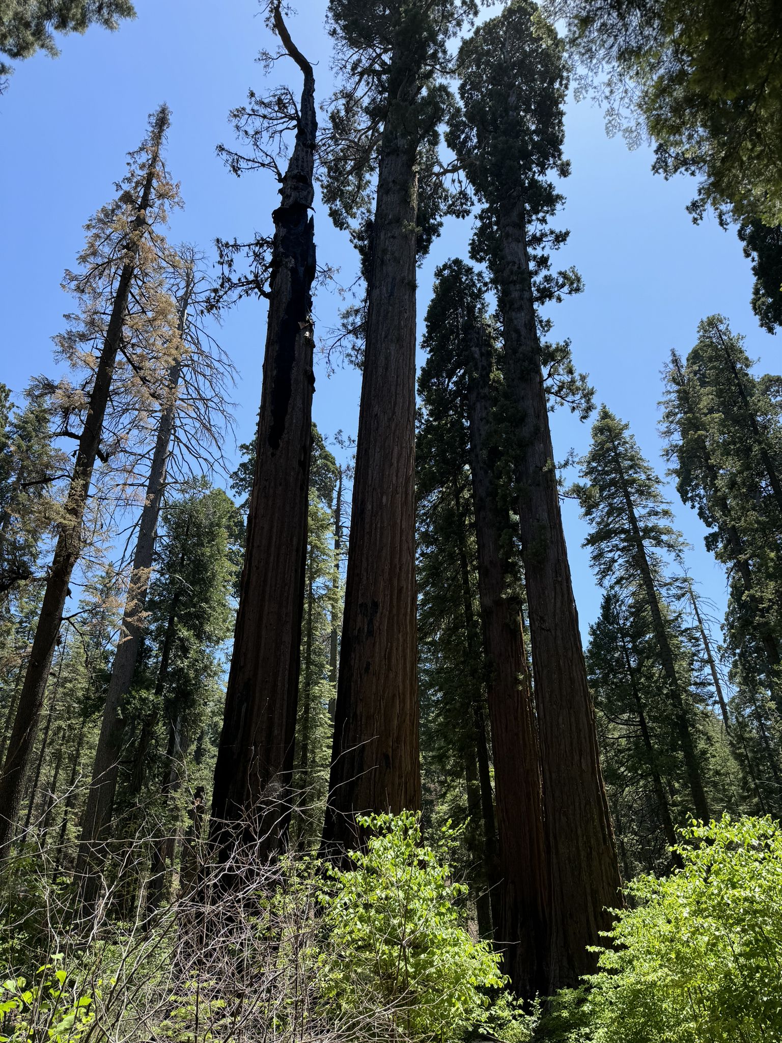 Several towering tree trunks rise majestically towards a clear blue sky. - North Grove Trail loop loop from North Grove