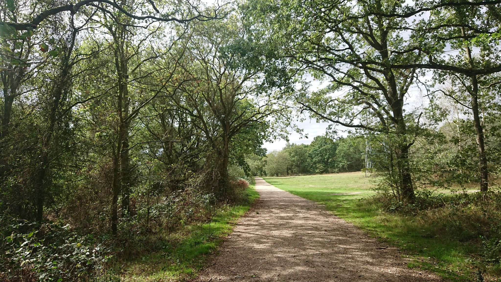 Friday woods