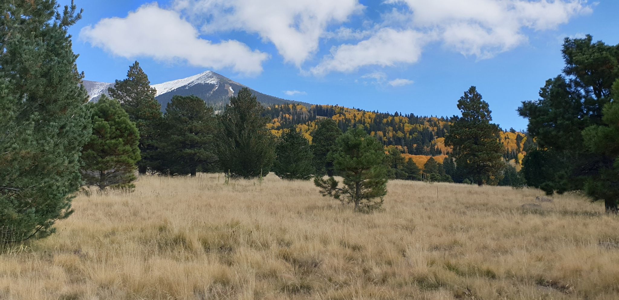 Snow-capped mountain, golden trees, and dry grass under a bright sky. - Aspen Nature Loop