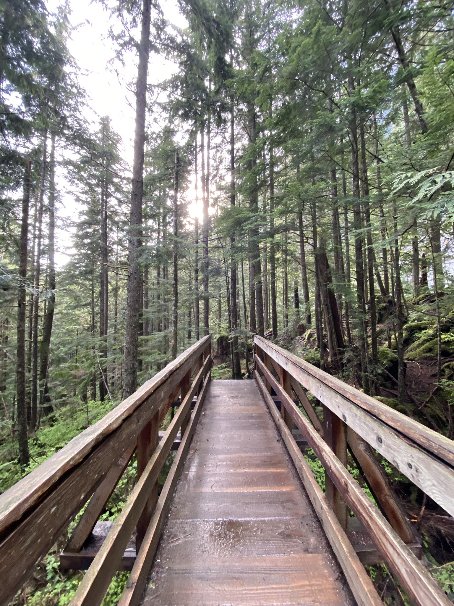 Long wooden boardwalk winding through a tall, dense evergreen forest. - Lake Serene Trail