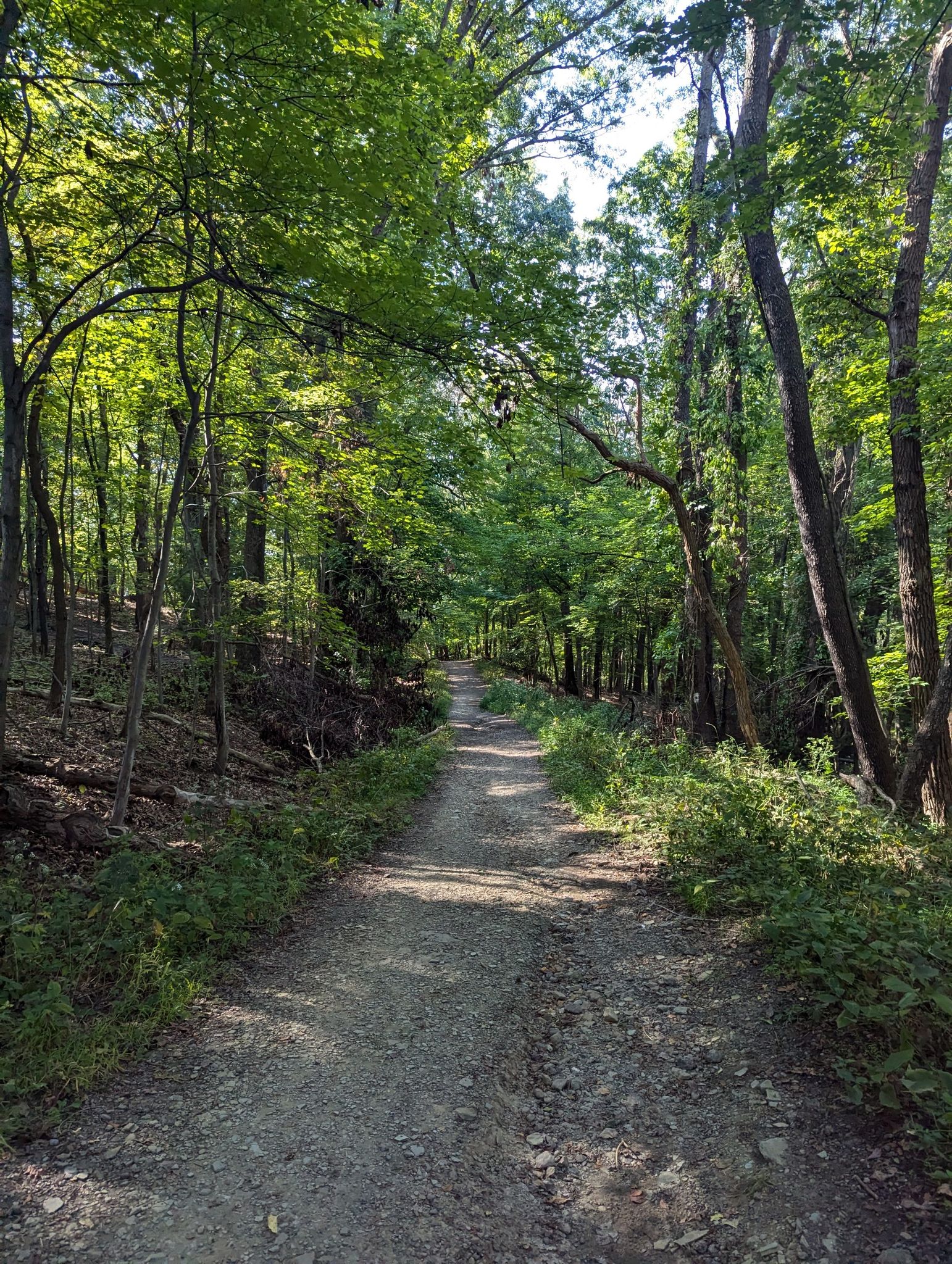 A sunlit dirt path winds through a dense green forest. - North Park – Rachel Carson Trail loop from North Park