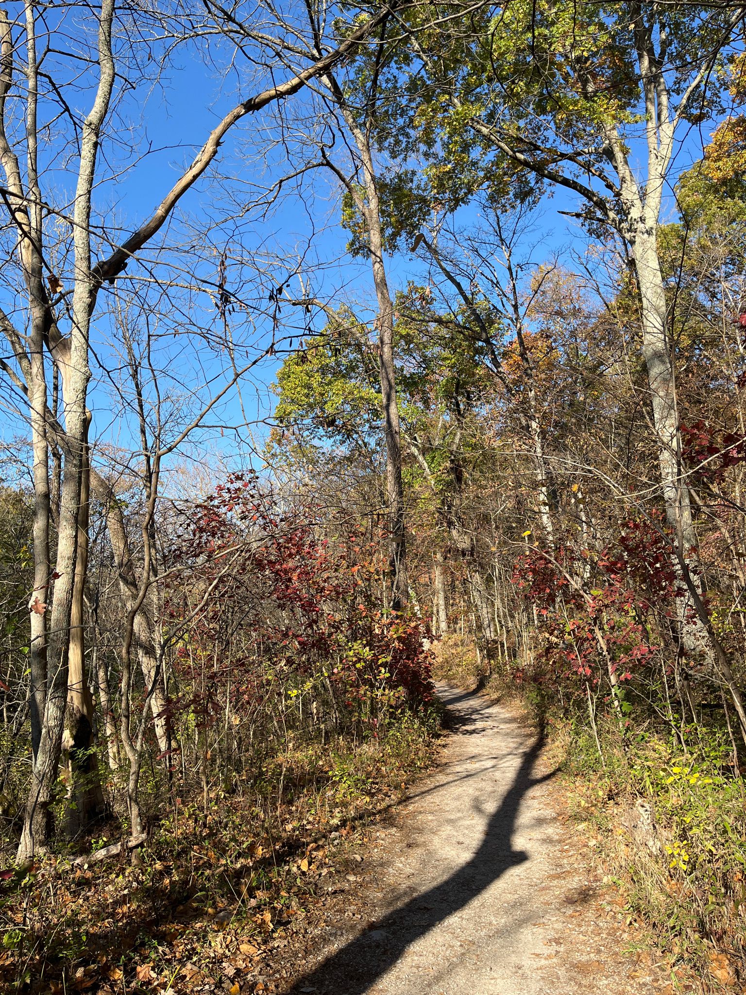Sunny forest path winding through trees with colorful autumn foliage. - Sharon Woods Lake Trail