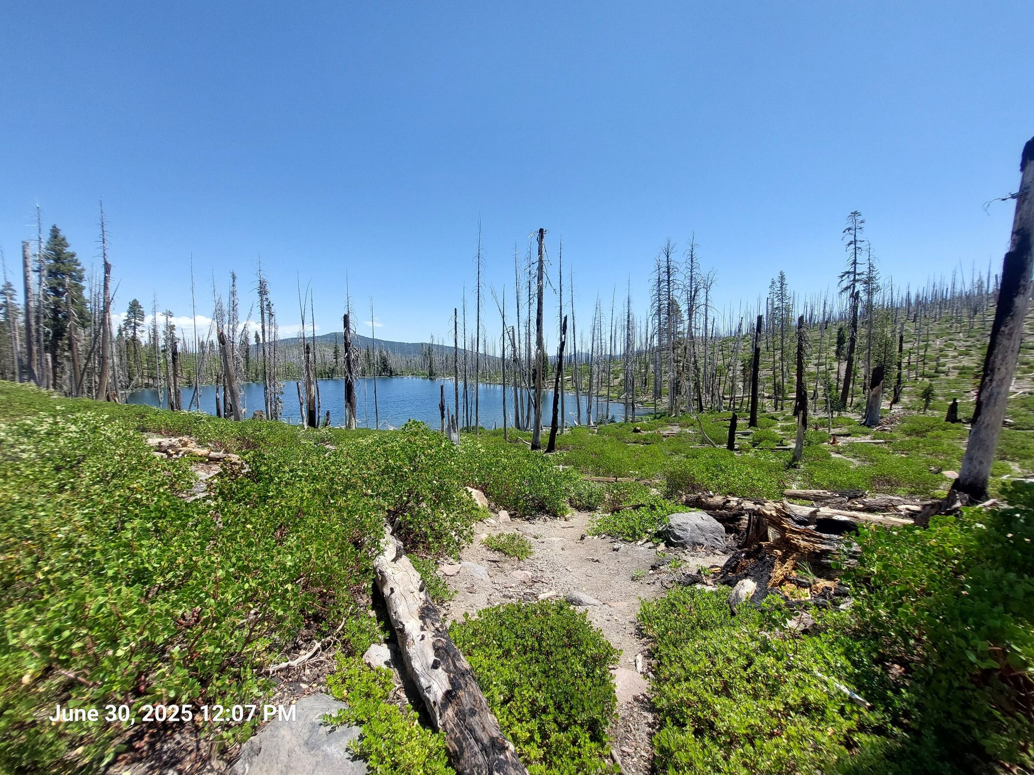 A lake surrounded by burnt tree trunks and green undergrowth on a sunny day. - North Lakes Loop (Summit, Echo, Upper/Lower Twin, Feather, Silver, Cluster, Big/Little Bear)
