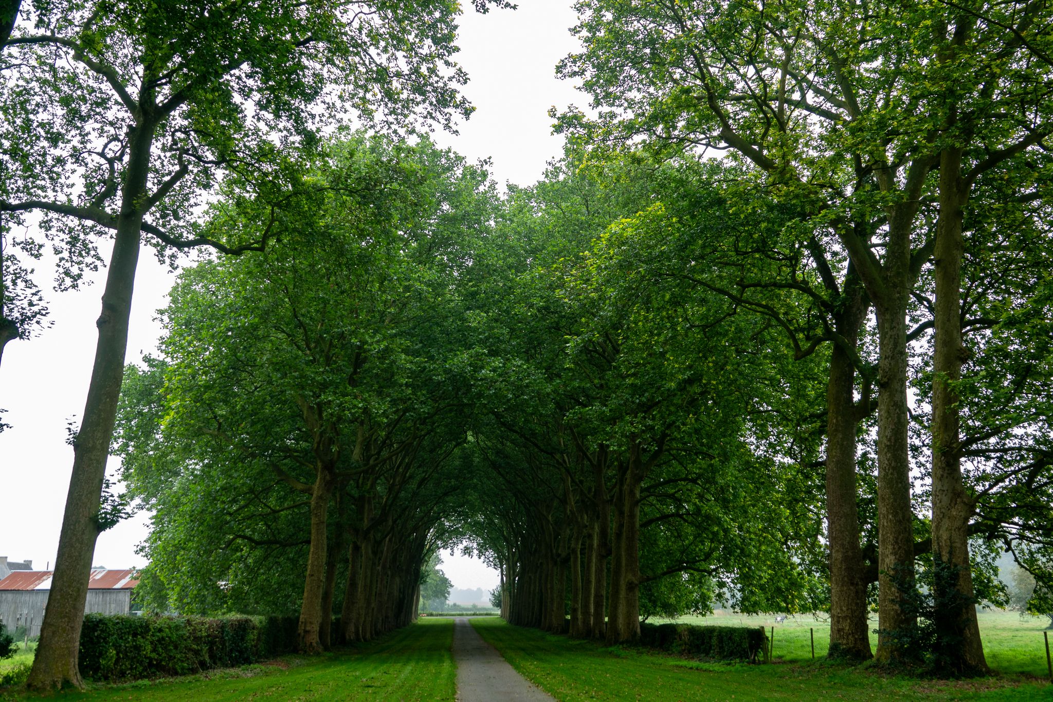 Allée des Tilleuls