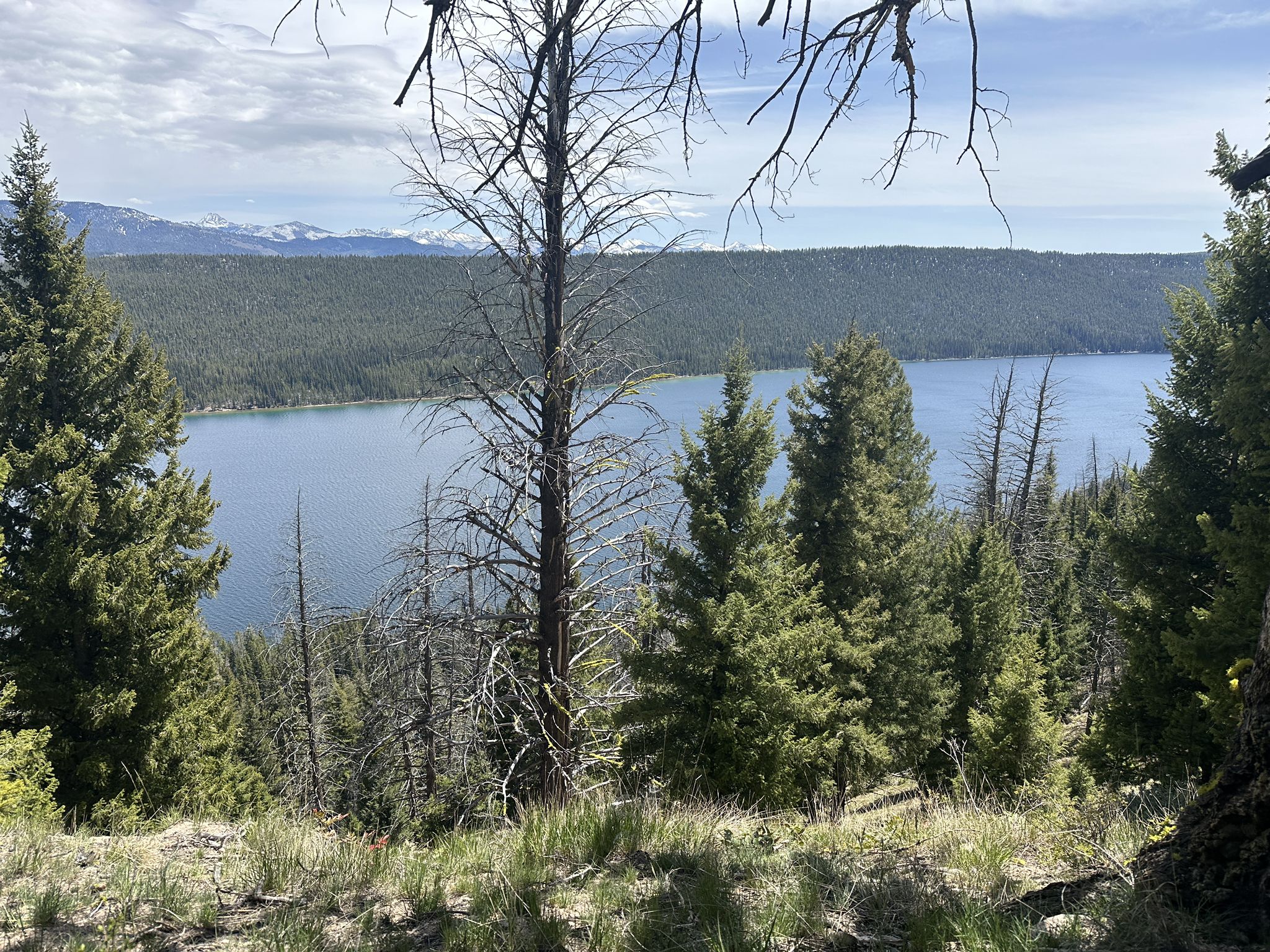 Overlook of a large lake surrounded by forests and distant snow-capped mountains. - Bench Lakes Trail