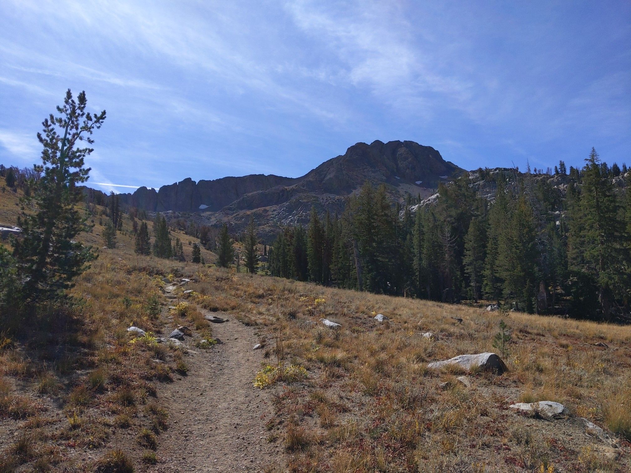 A dirt trail winds through a sunny, grassy mountain landscape with pine trees. - Winnemucca Lake loop from Carson Pass