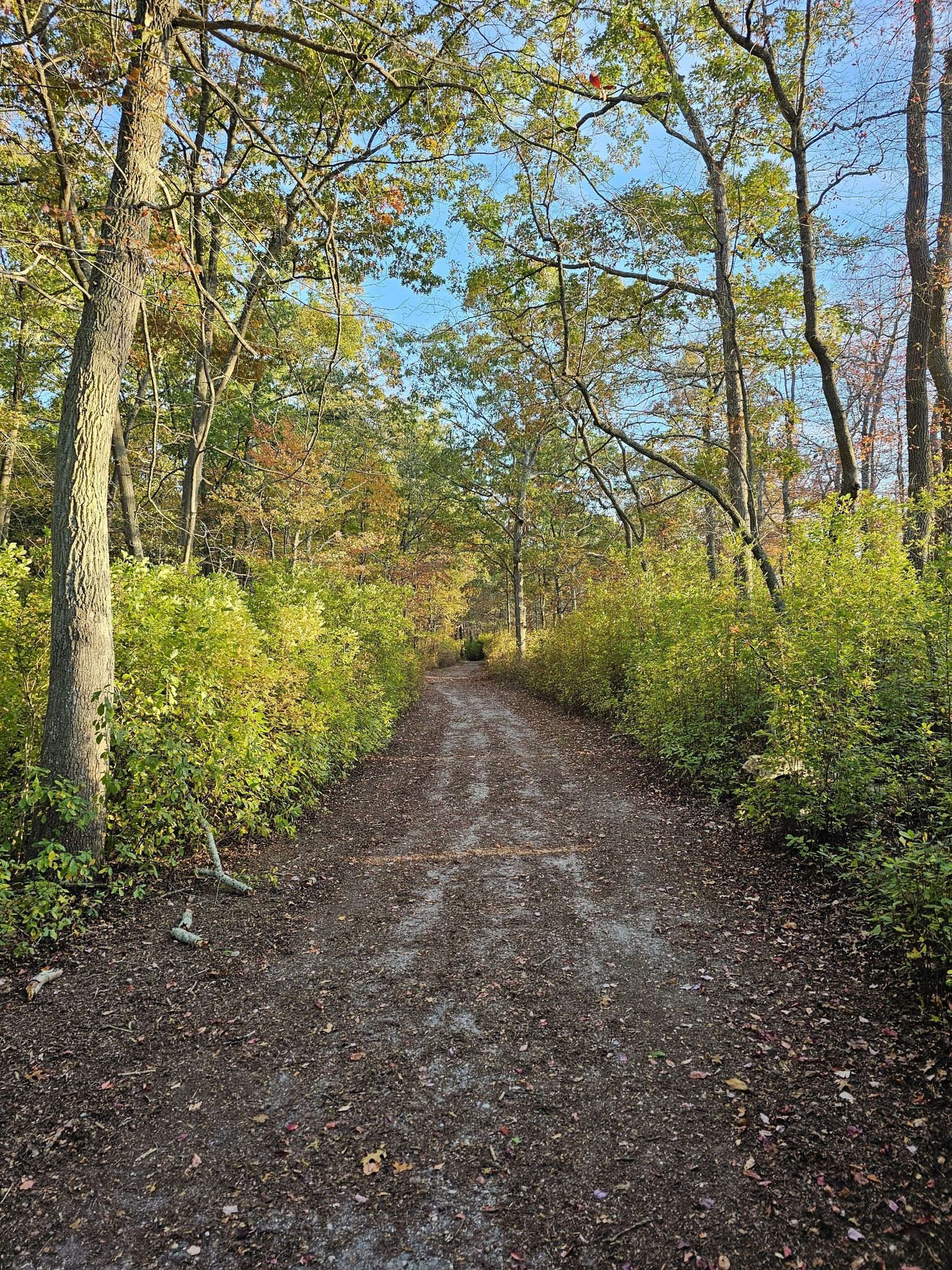 A dirt path winds through a vibrant autumn forest under a clear sky. - Long Island Greenbelt Trail