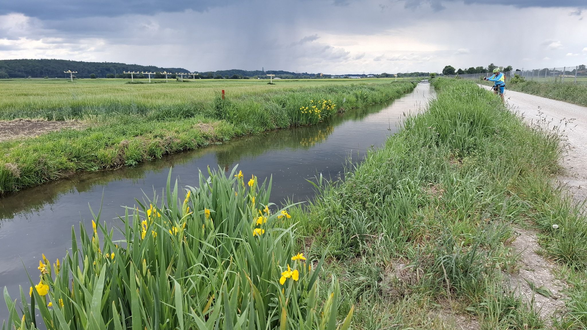 Blühende Sumpfiris an der Friedberger Ache