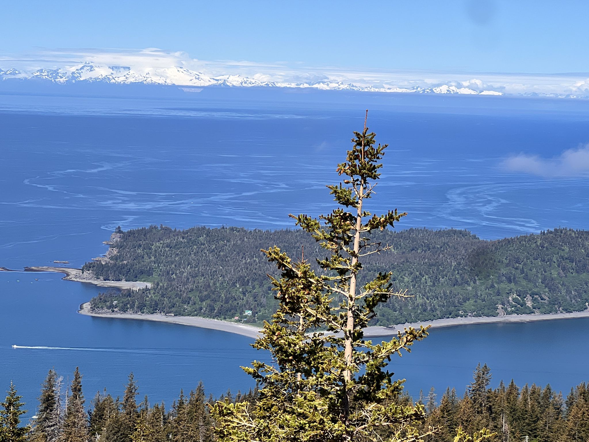 A tall pine tree overlooks a blue bay and distant snow-capped mountains on a bright day. - Grace Ridge Trail