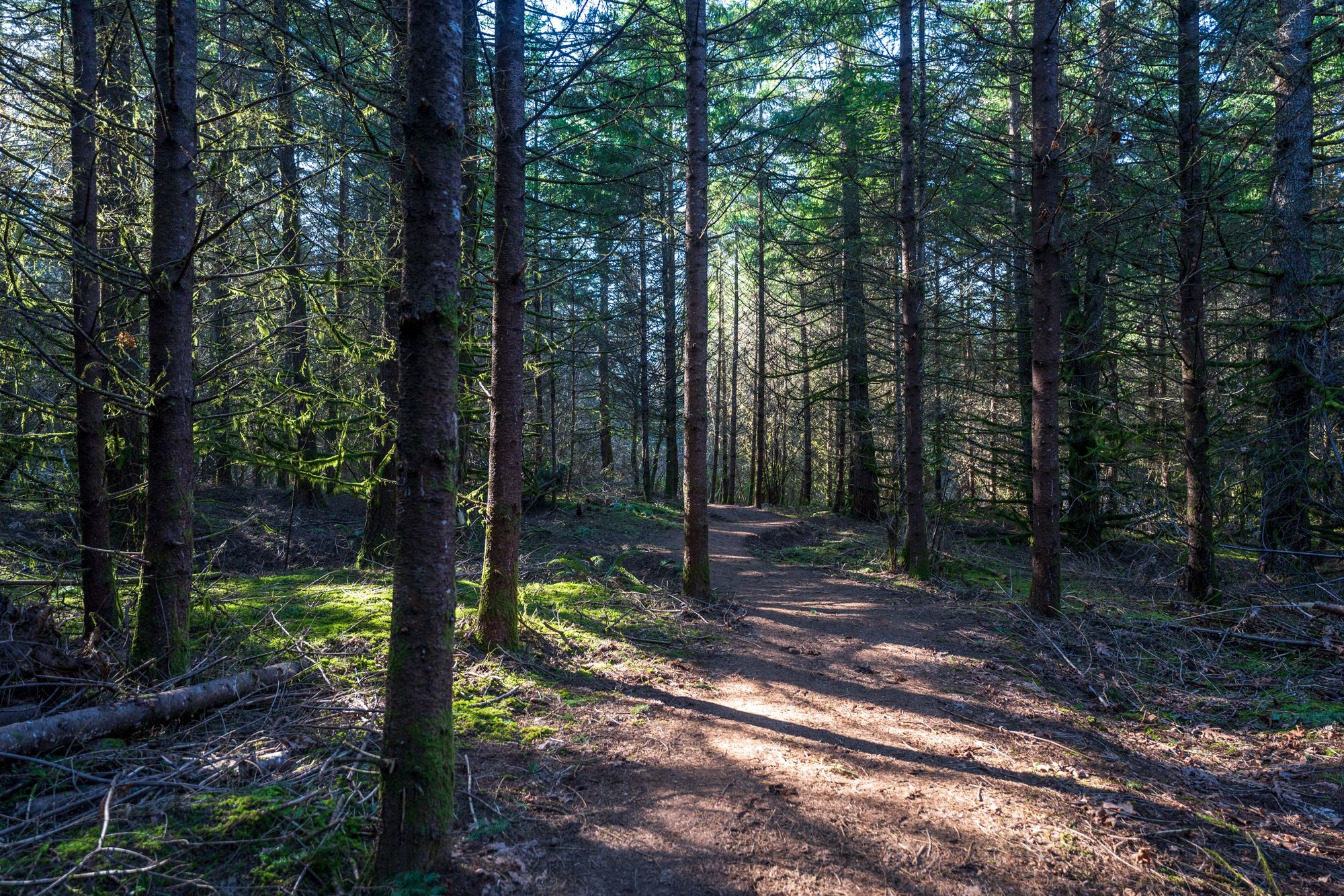 A narrow dirt trail winds through a sun-dappled evergreen forest. - Iowa Hill via Timber Road and Mampaɬ Trail