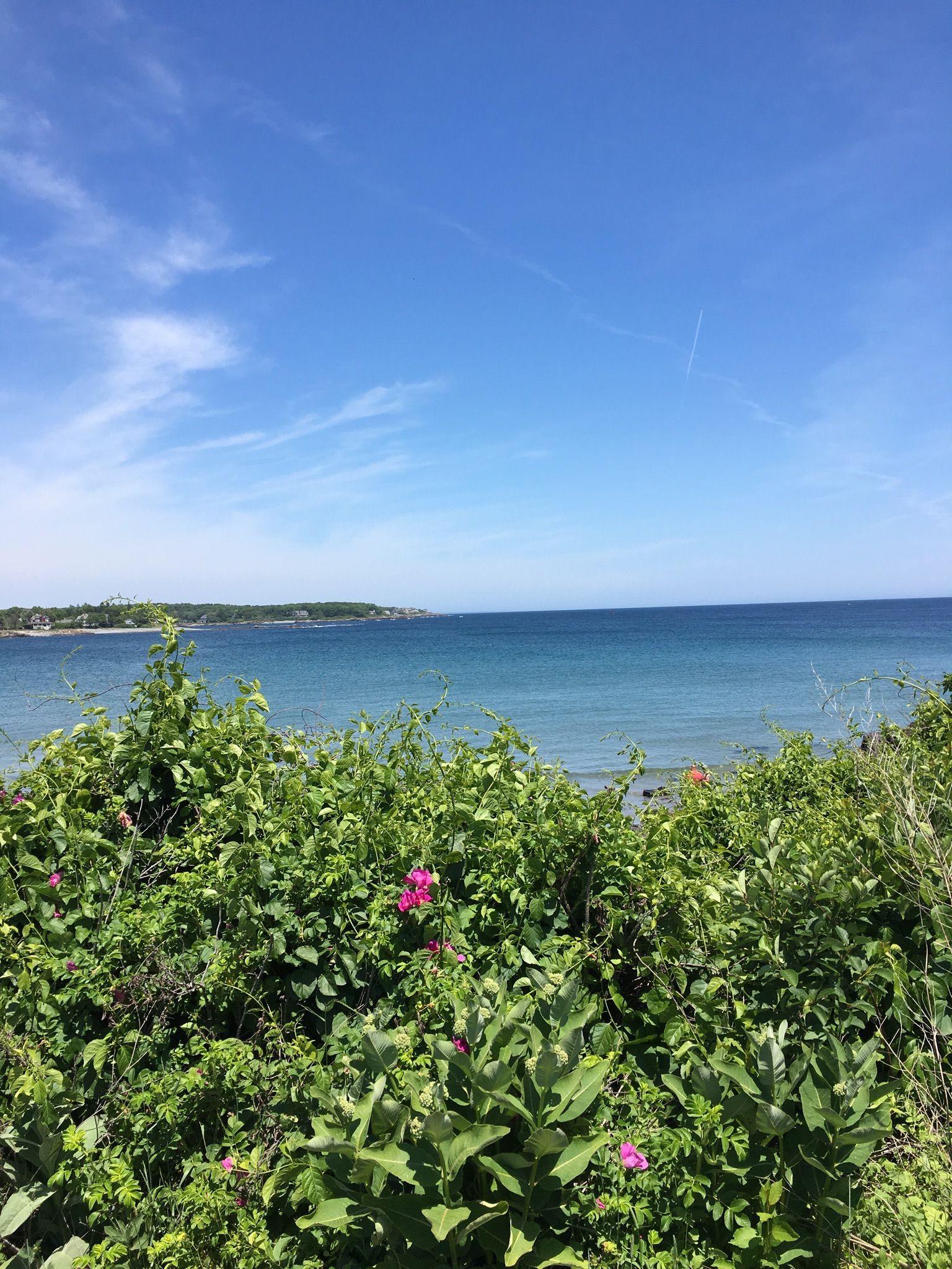 Lush green foliage with pink flowers overlooking a blue ocean and sky. - Ellis Park & Cape Neddick Lighthouse loop