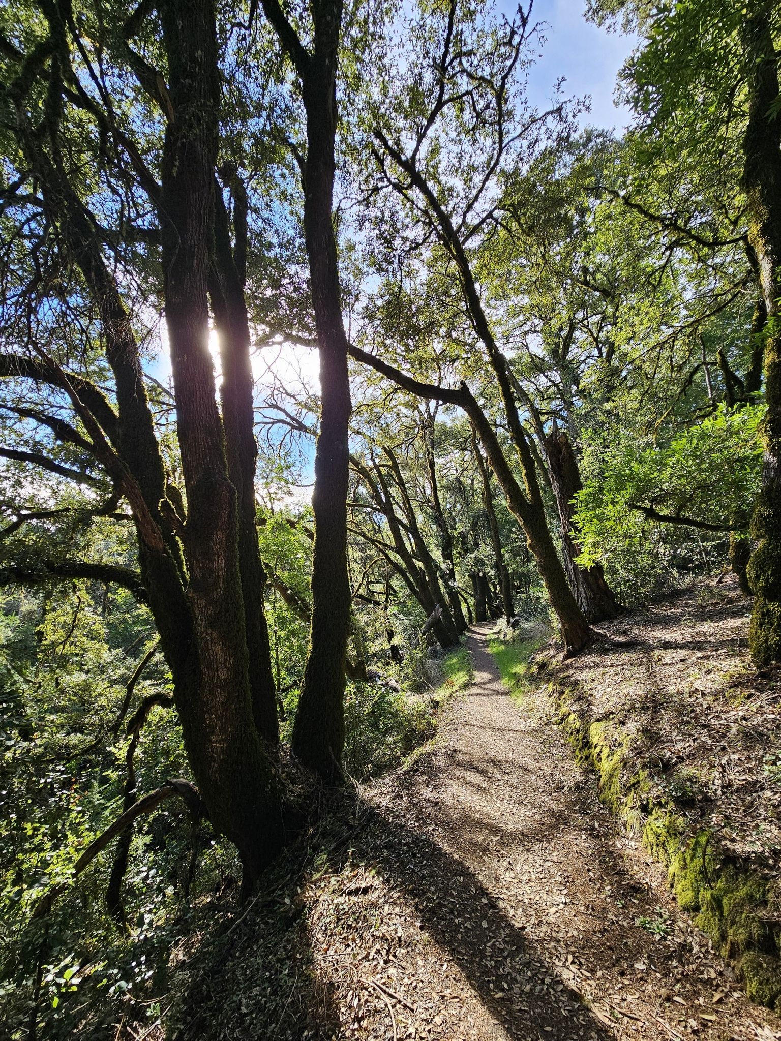 Sunbeams pierce through dense forest canopy onto a winding dirt path. - Long Ridge Loop