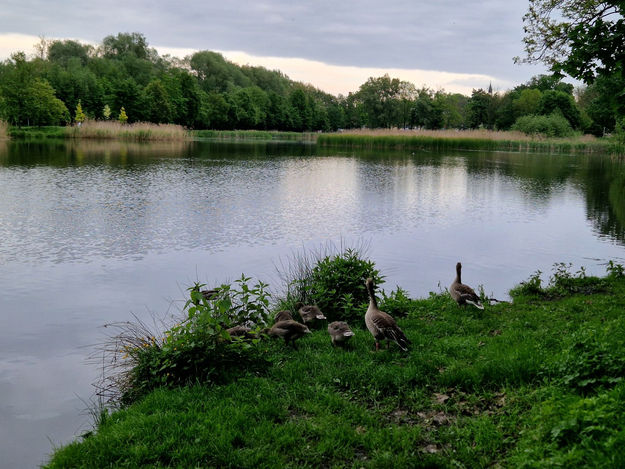 staw