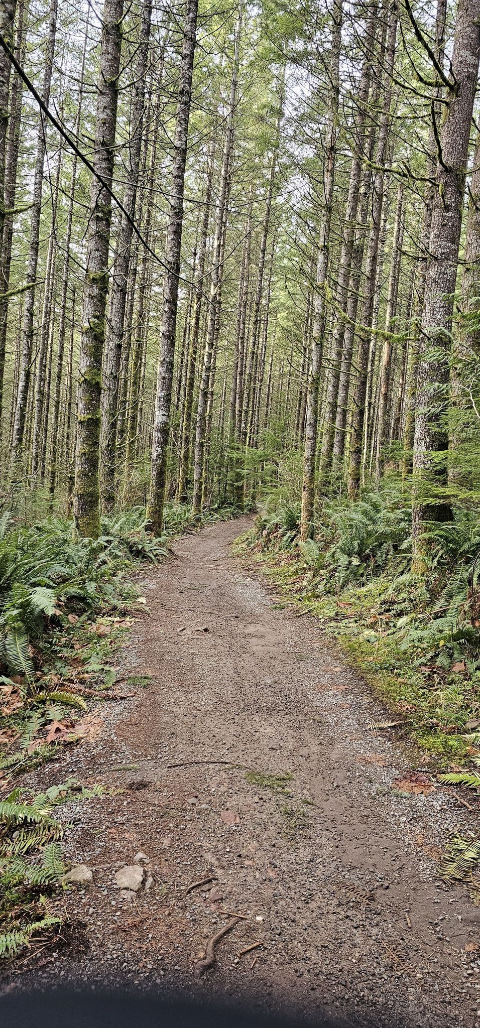 A dirt path winds through a dense, green forest with tall trees. - Iverson Railroad Trail and West Side Road Loop