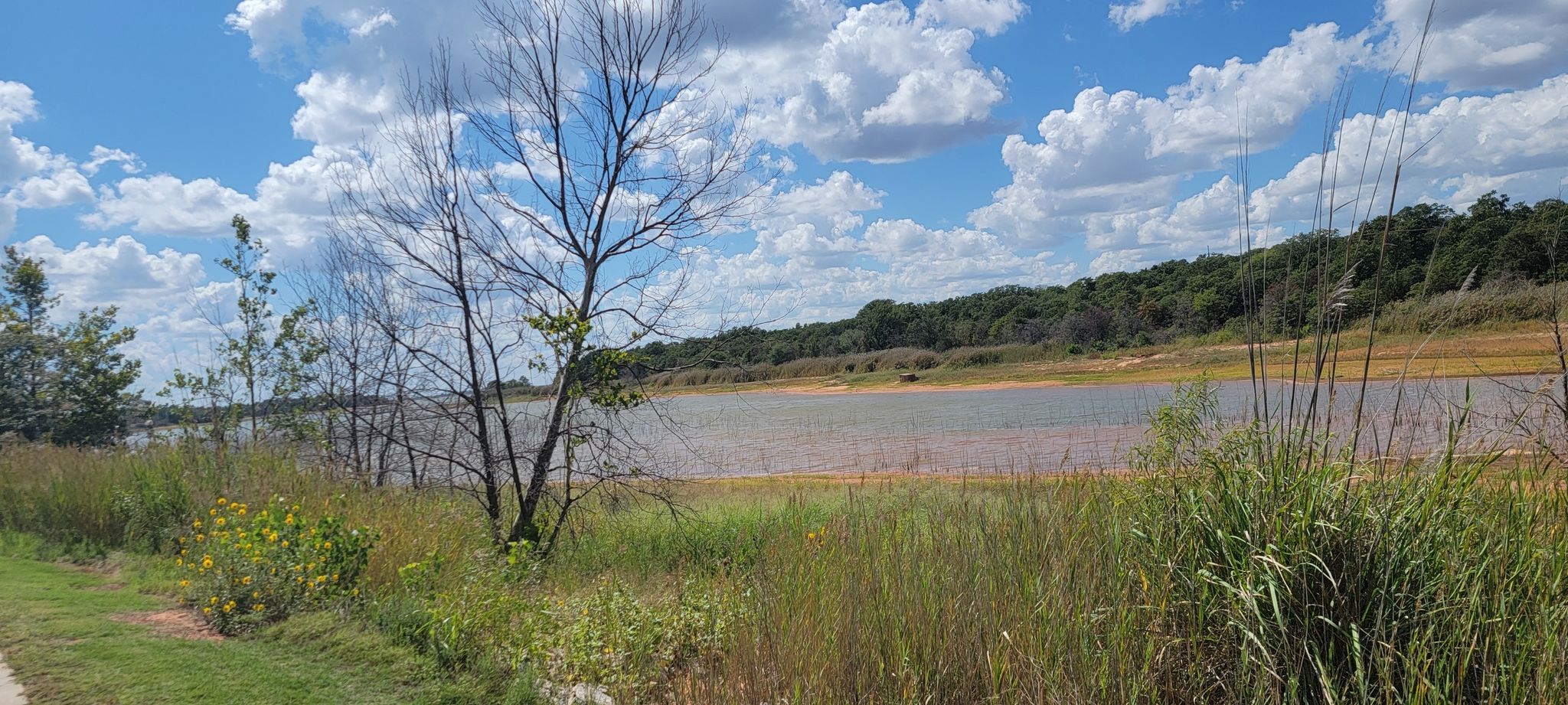 Sunny day over a lake with bare trees and green grass foreground. - Lake Draper Trail