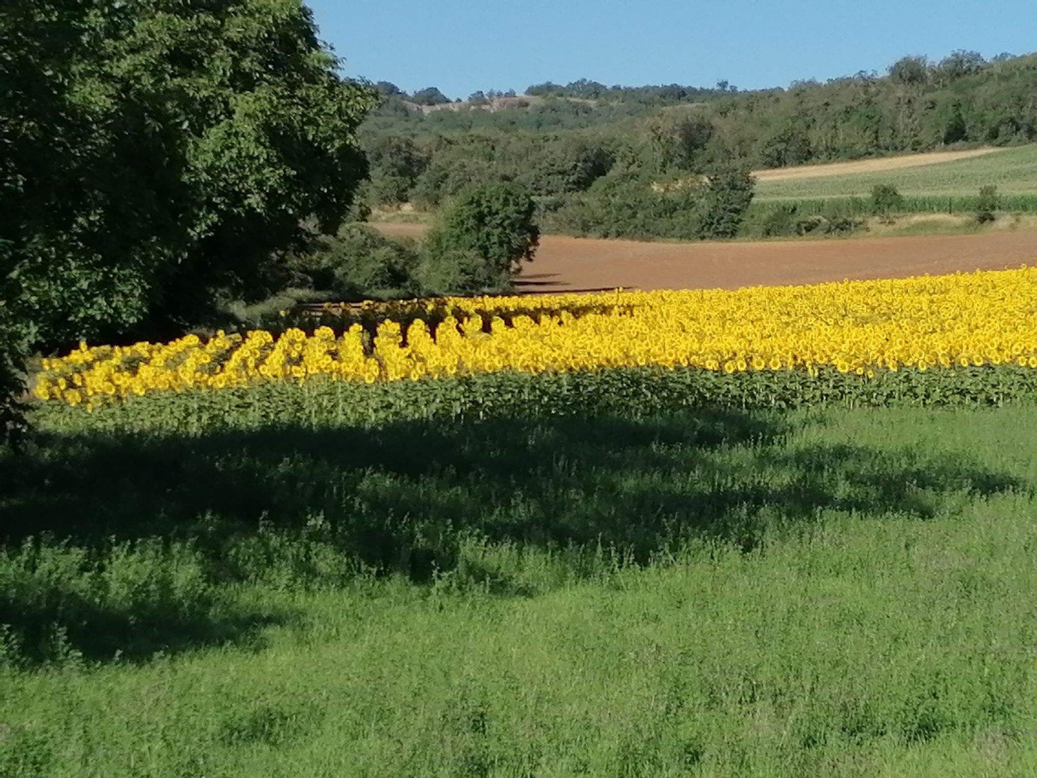 un petit bouquet de tournesols ?