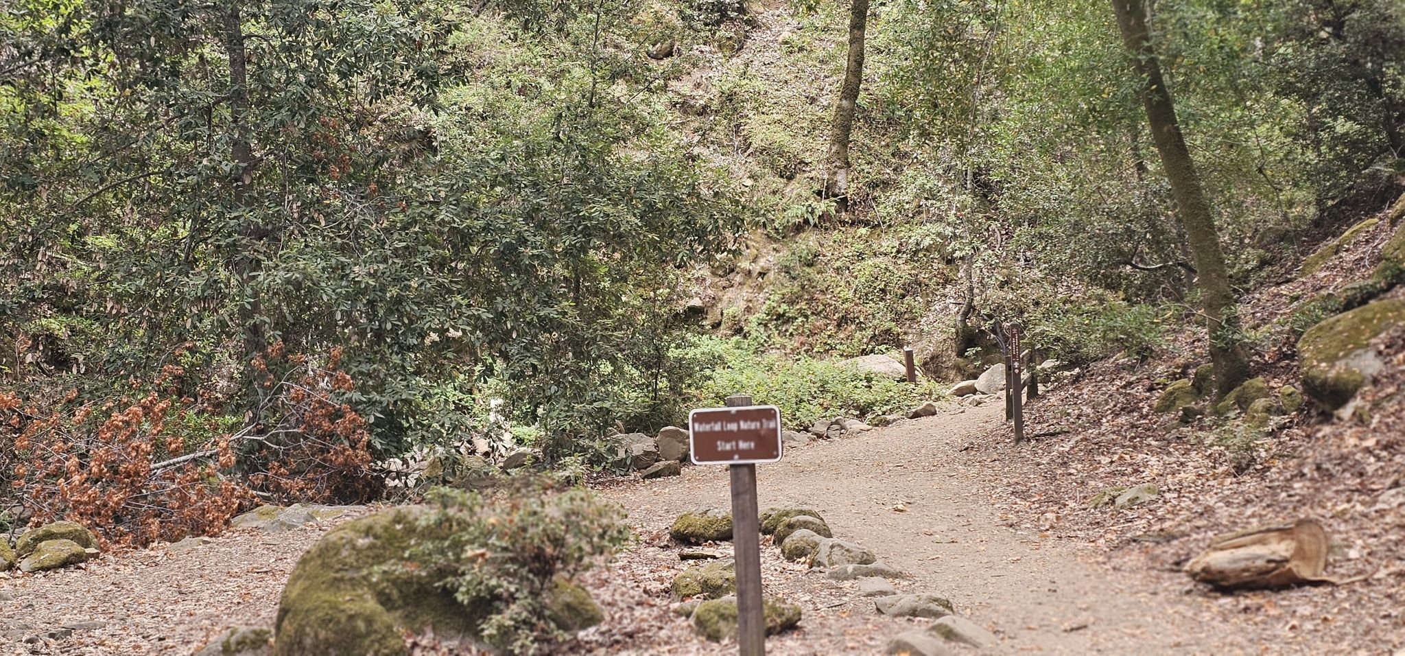 Dirt path through a forest with a brown wooden signpost. - Knibbs Knob and Waterfall Loop