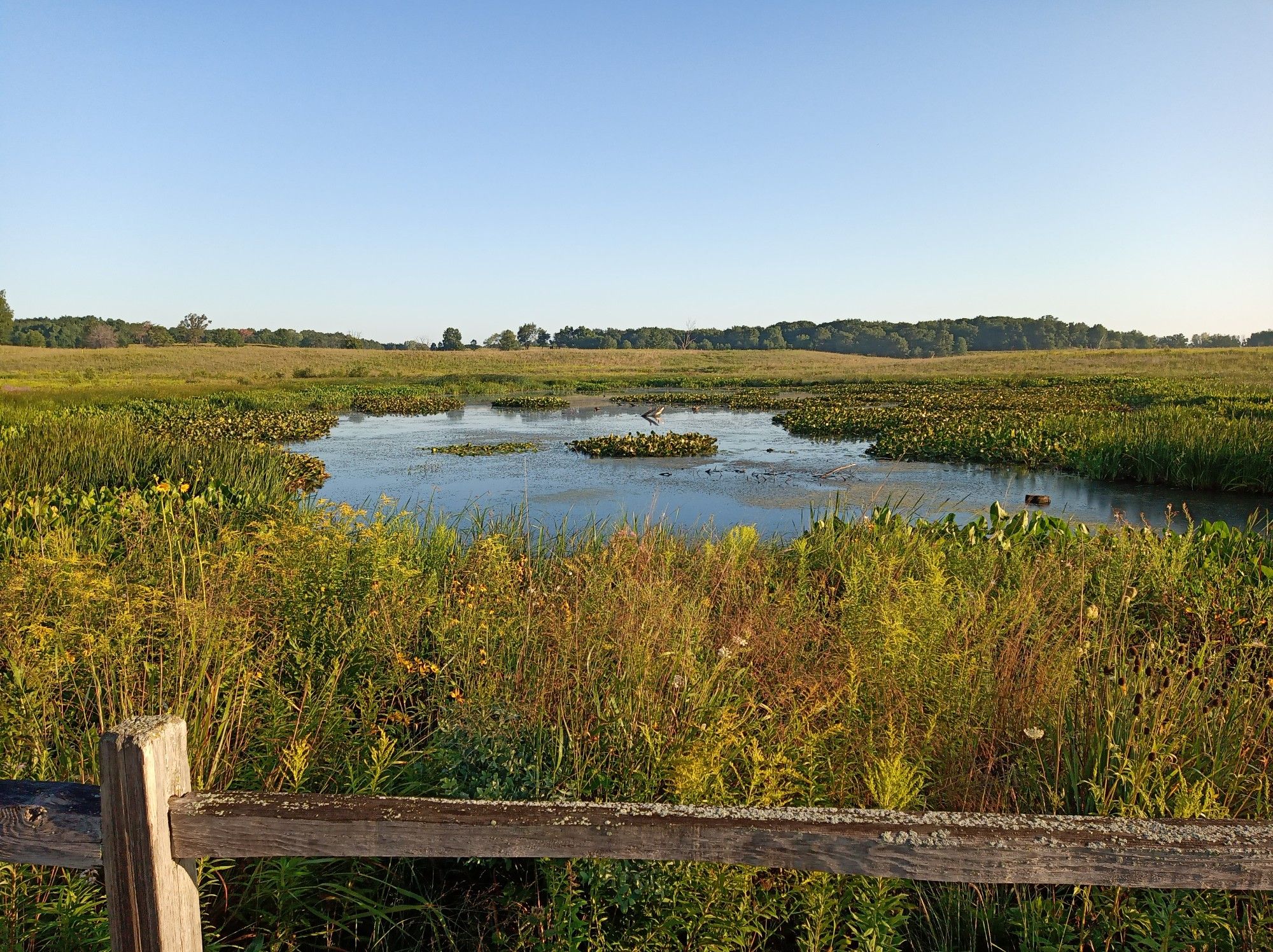 Sunny wetland with a pond, lily pads, tall grasses, and a wooden fence. - Pine Dunes Yellow Loop