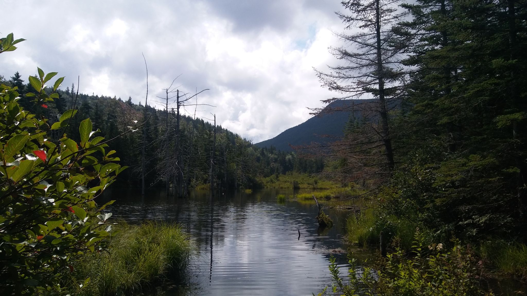 Dark, still pond surrounded by dense forest under a cloudy sky. - Zealand Trail