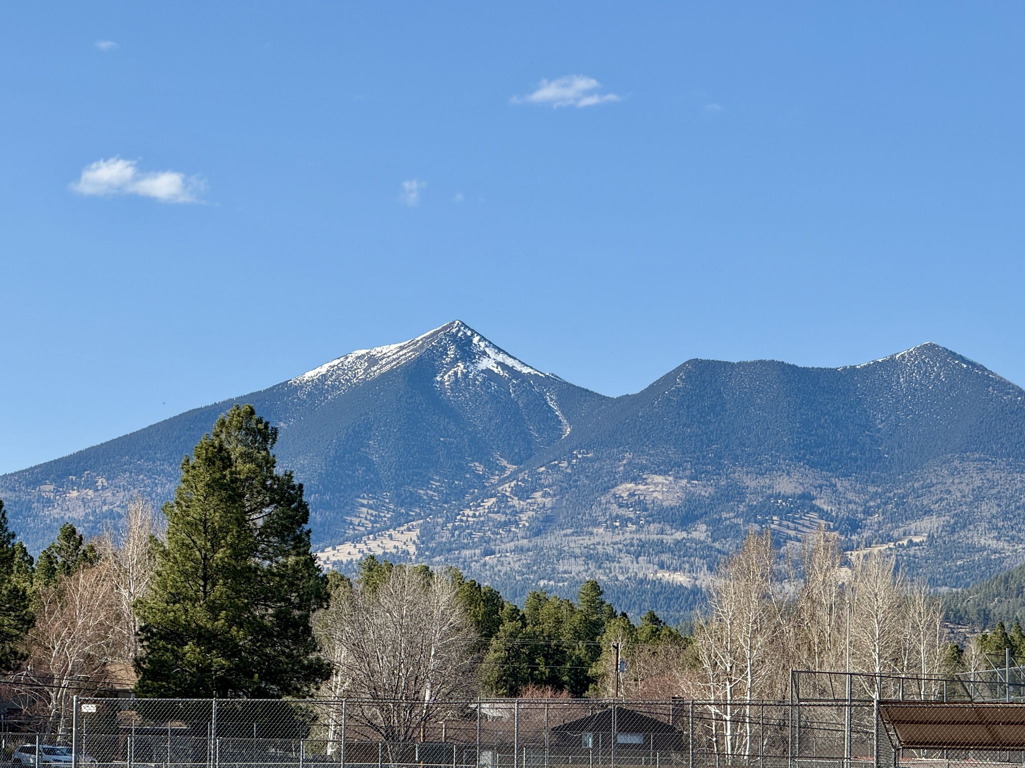 Sunny day, snow-capped mountain peak above pine trees and a chain-link fence. - Observatory Mesa Loop