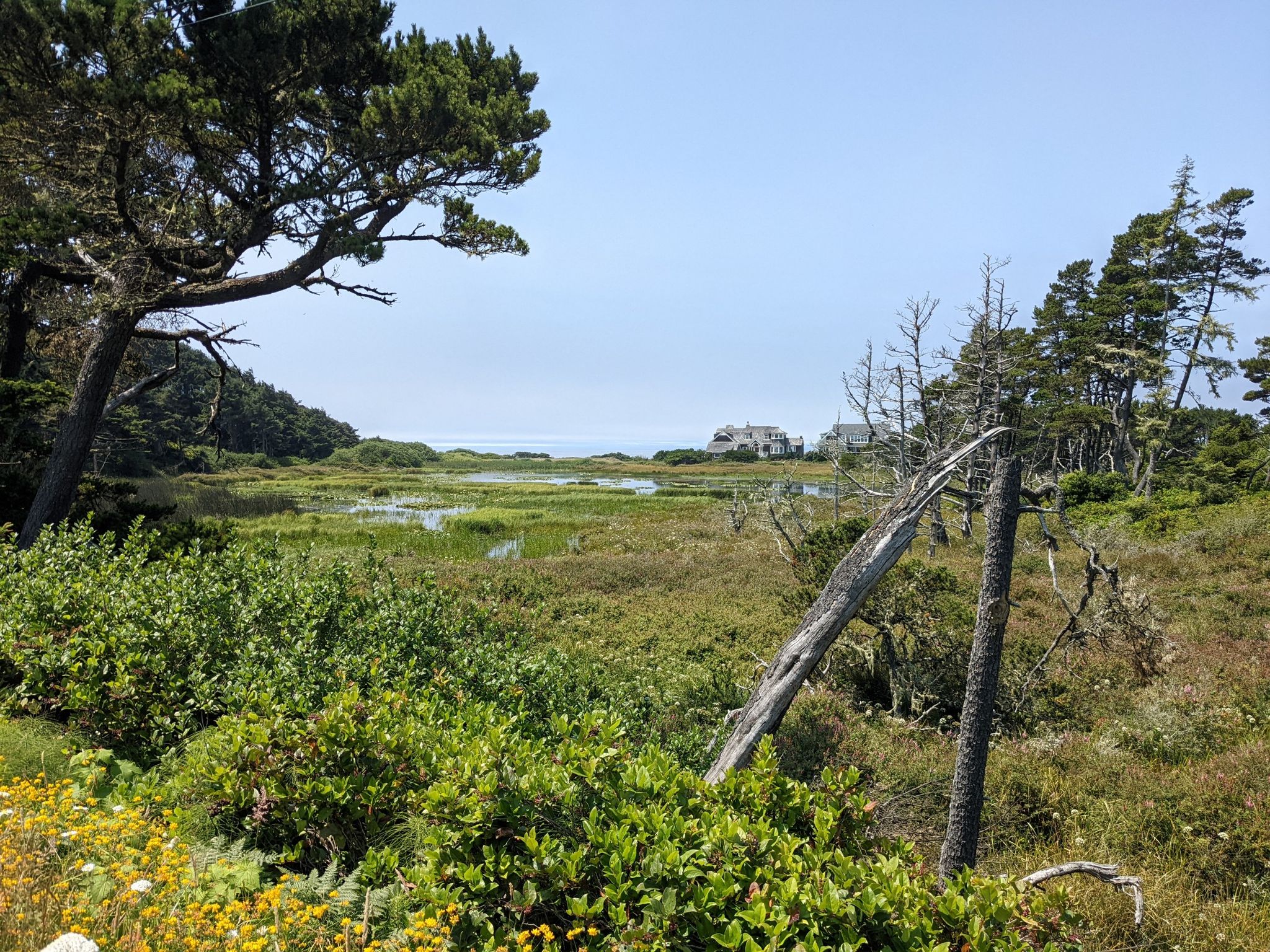 Sunny coastal marshland with distant ocean and scattered trees. - Oregon Coast Scenic Bikeway