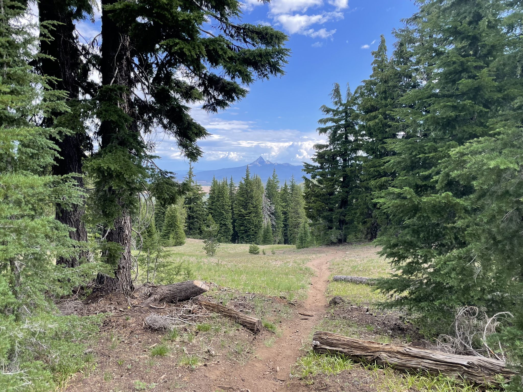 A dirt path leads through a sunlit forest clearing towards a distant mountain peak. - Rim Trail