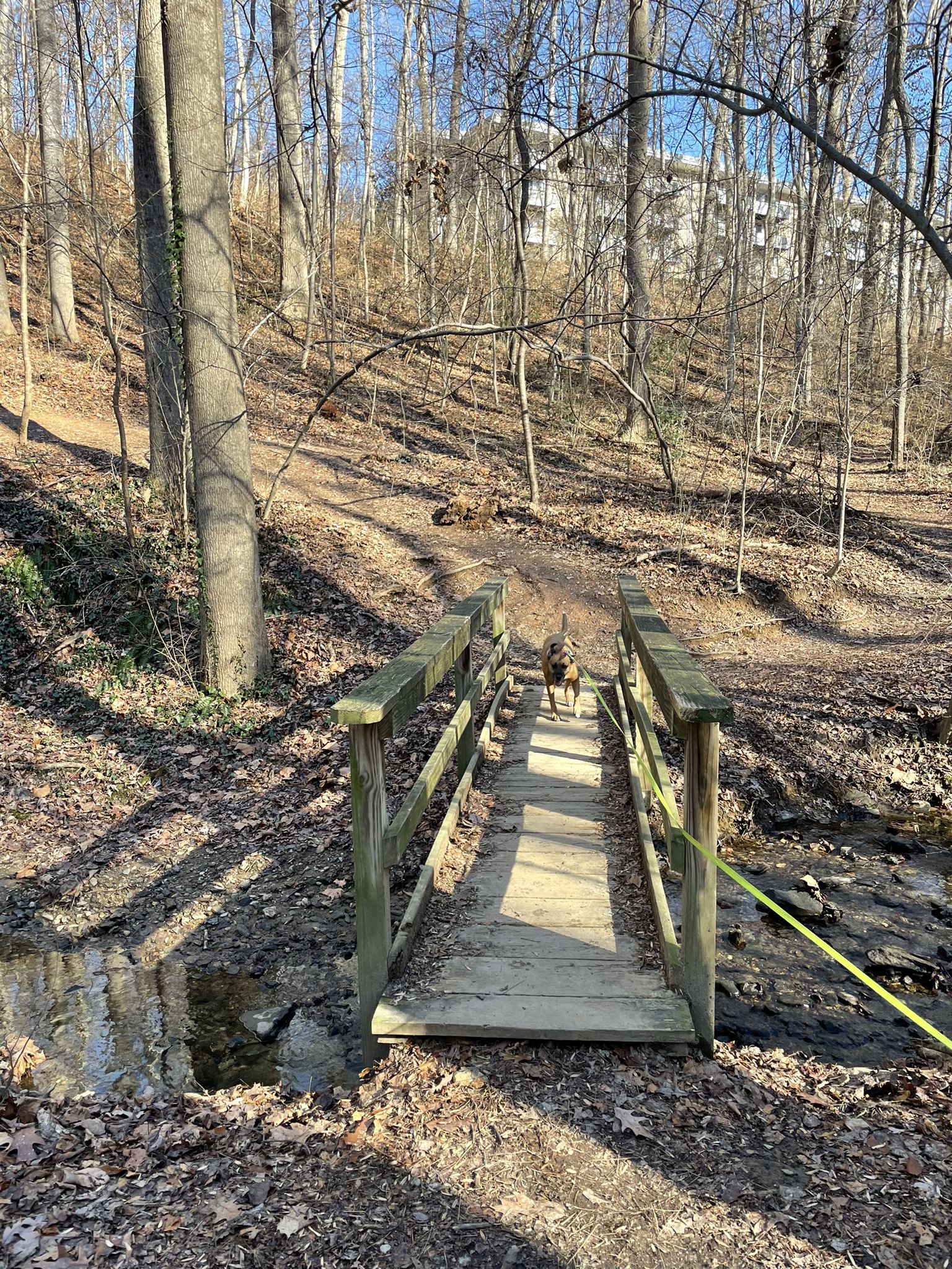 Small wooden footbridge over a stream in a bare forest with a dog. - Locust Grove Nature Center – Cabin John Trail loop from Westfield Montgomery Mall