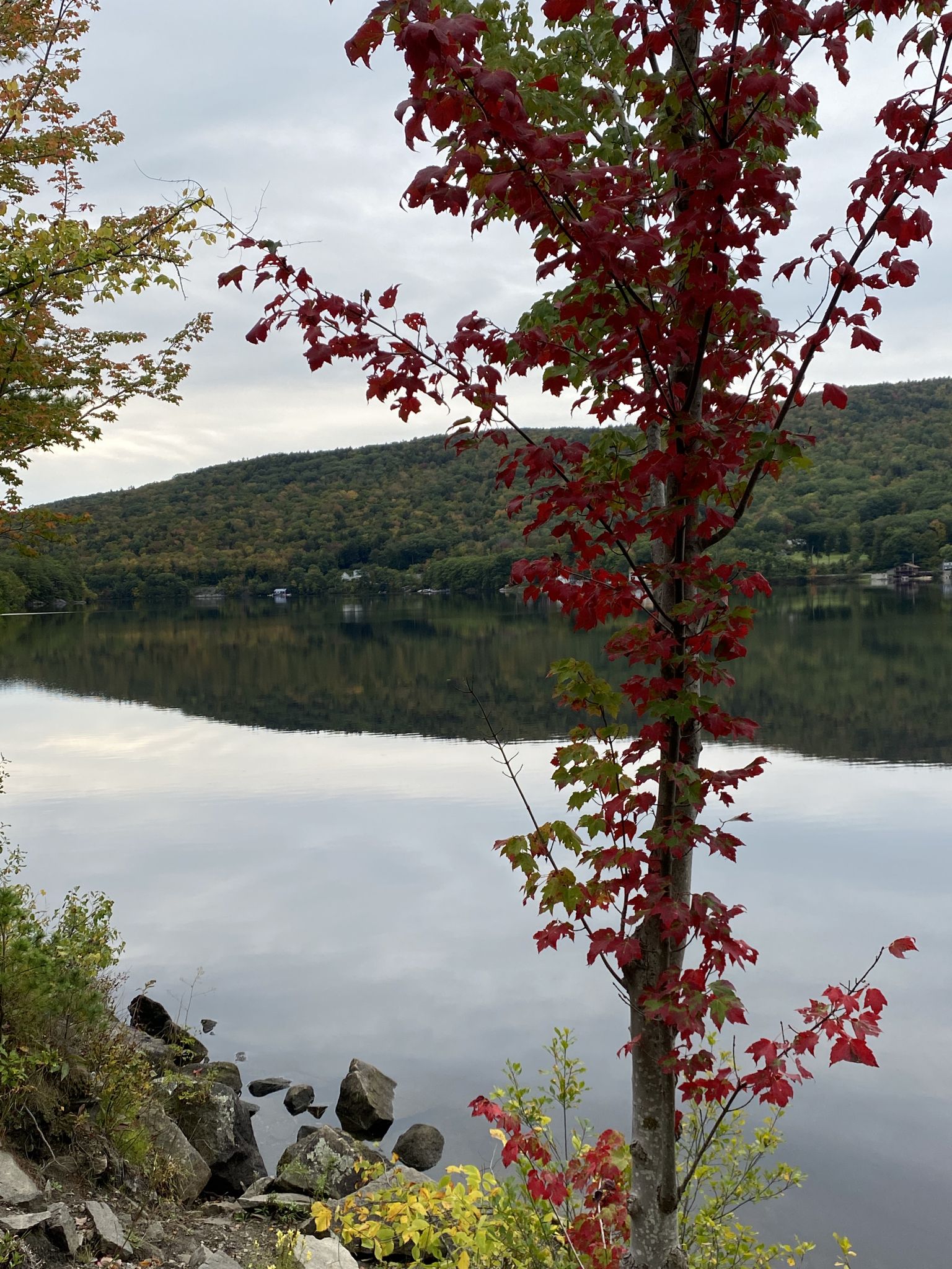 Red and green autumn tree by a rocky lake shore under a cloudy sky. - Mascoma Lake loop
