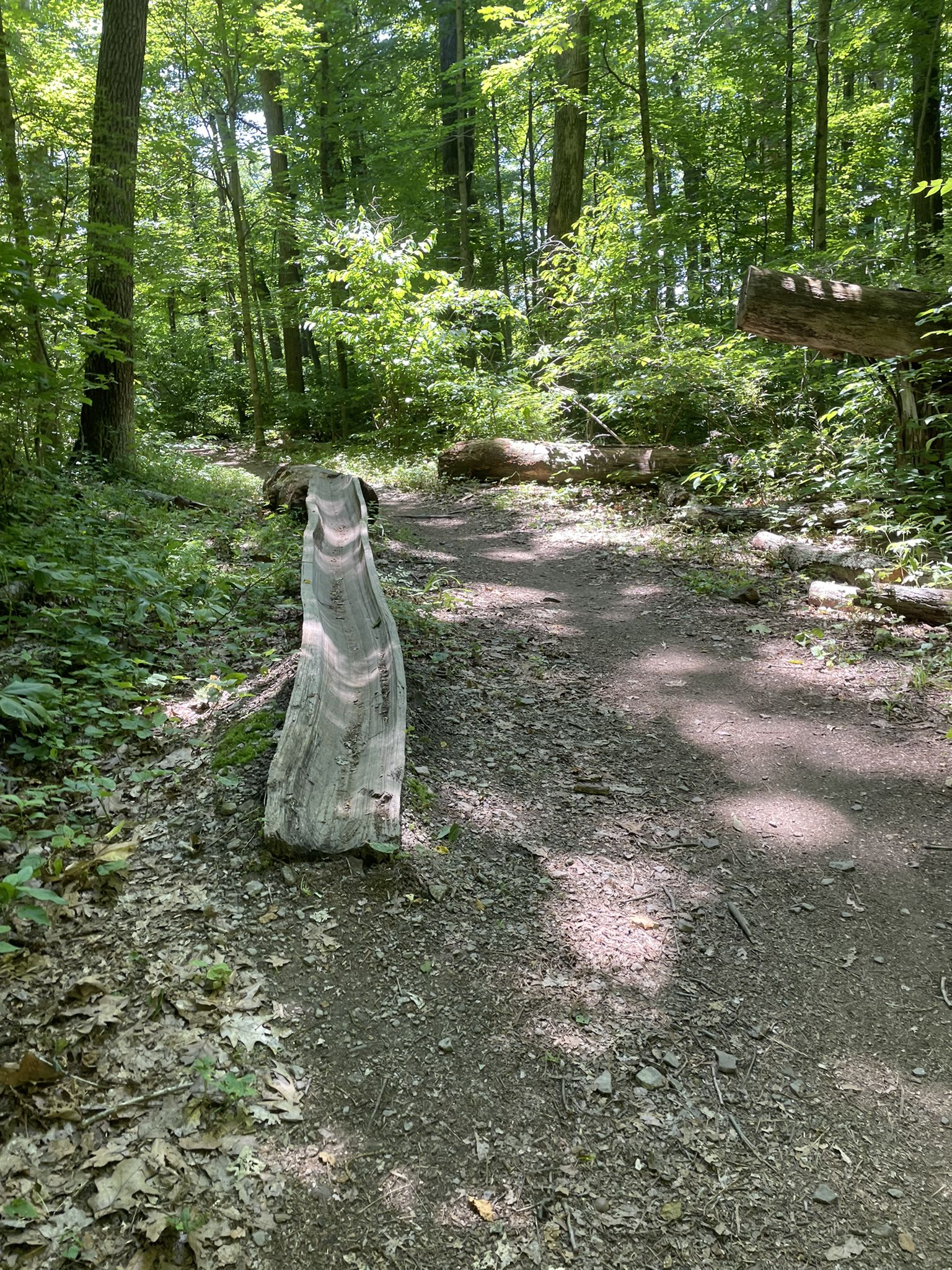 A dirt path through a sunny forest with a wooden obstacle. - Cold Spot Trail
