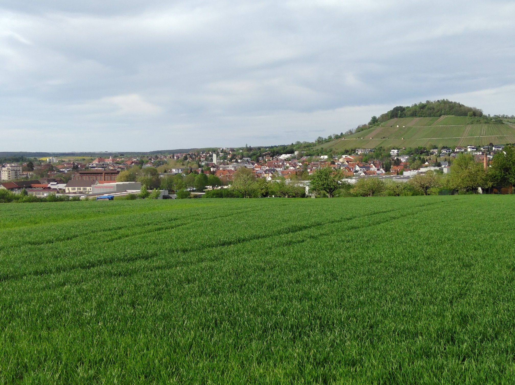 Blick auf Weinberg Metzingen