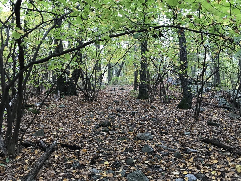 A dim forest path covered in fallen leaves and rocks. - Swamp, Summit, and Ghost Lake Trail