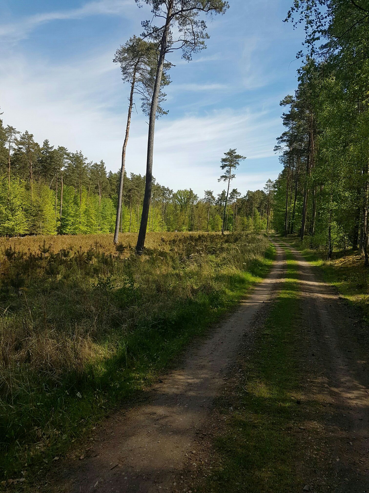 Waldweg am See
