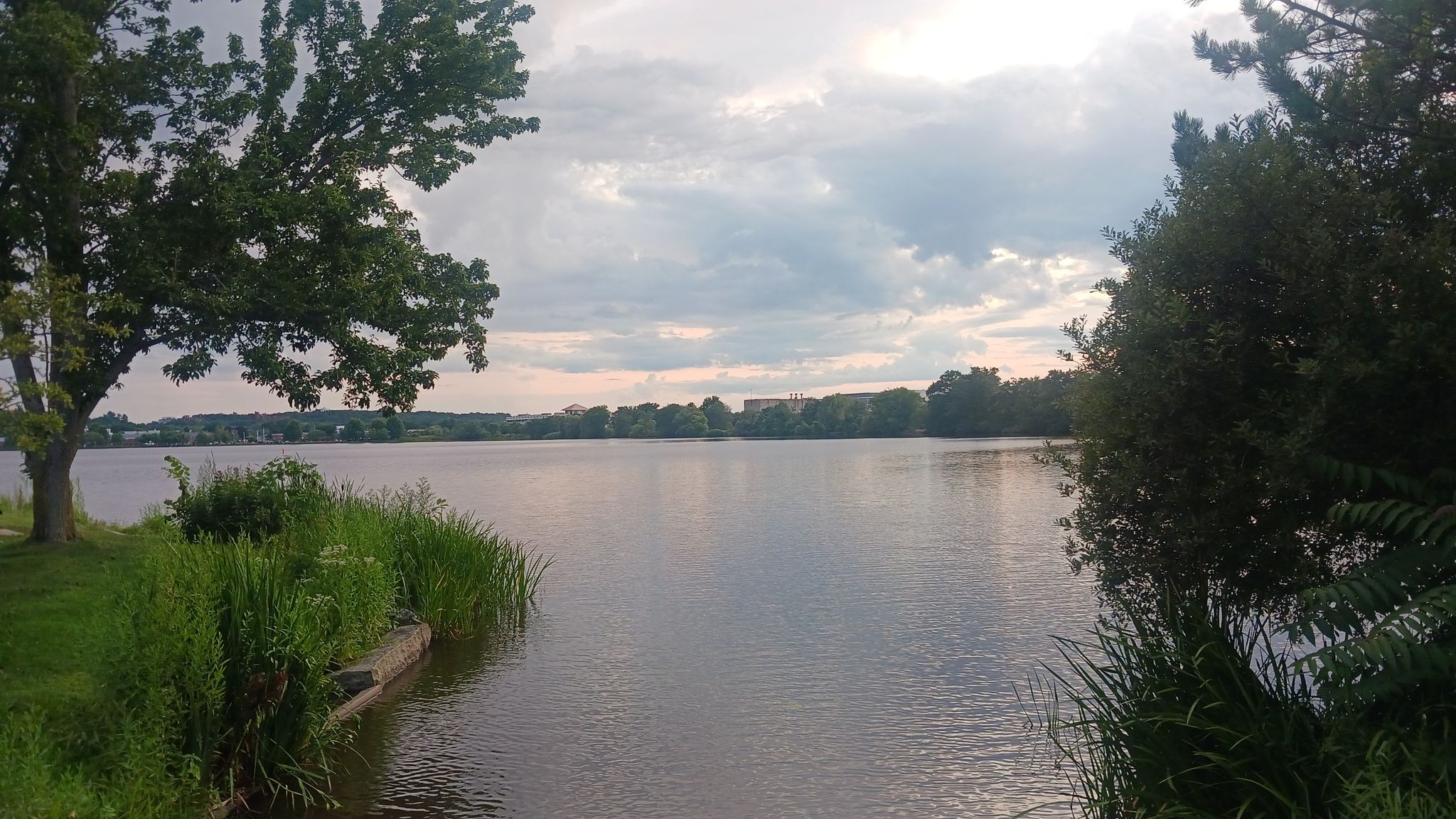 Calm lake with green reeds and trees under an overcast sky. - Lake Quannapowitt loop from Wakefield