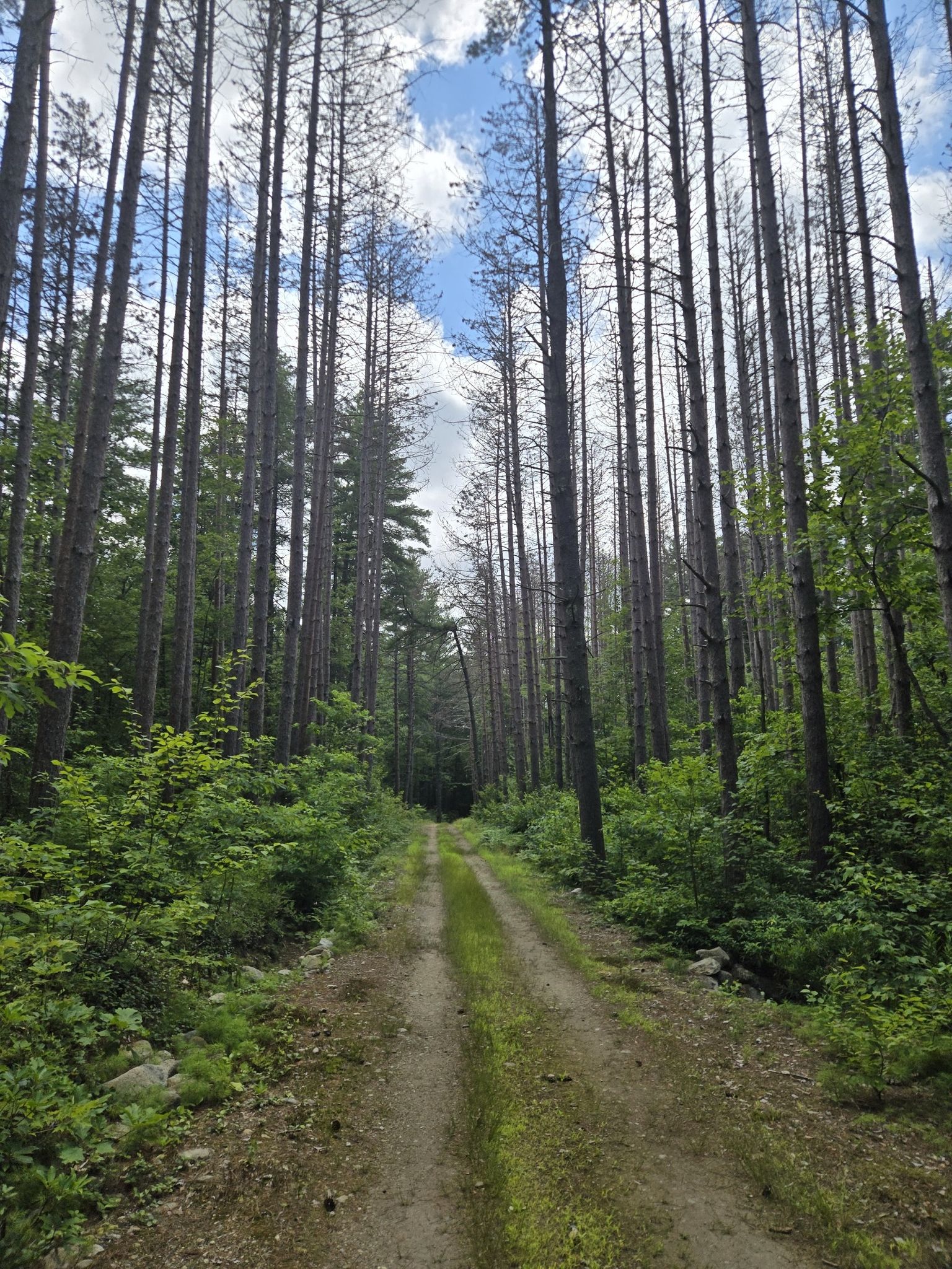 A dirt path leads through a dense forest of tall, slender trees. - Willard Brook and Friends Loop